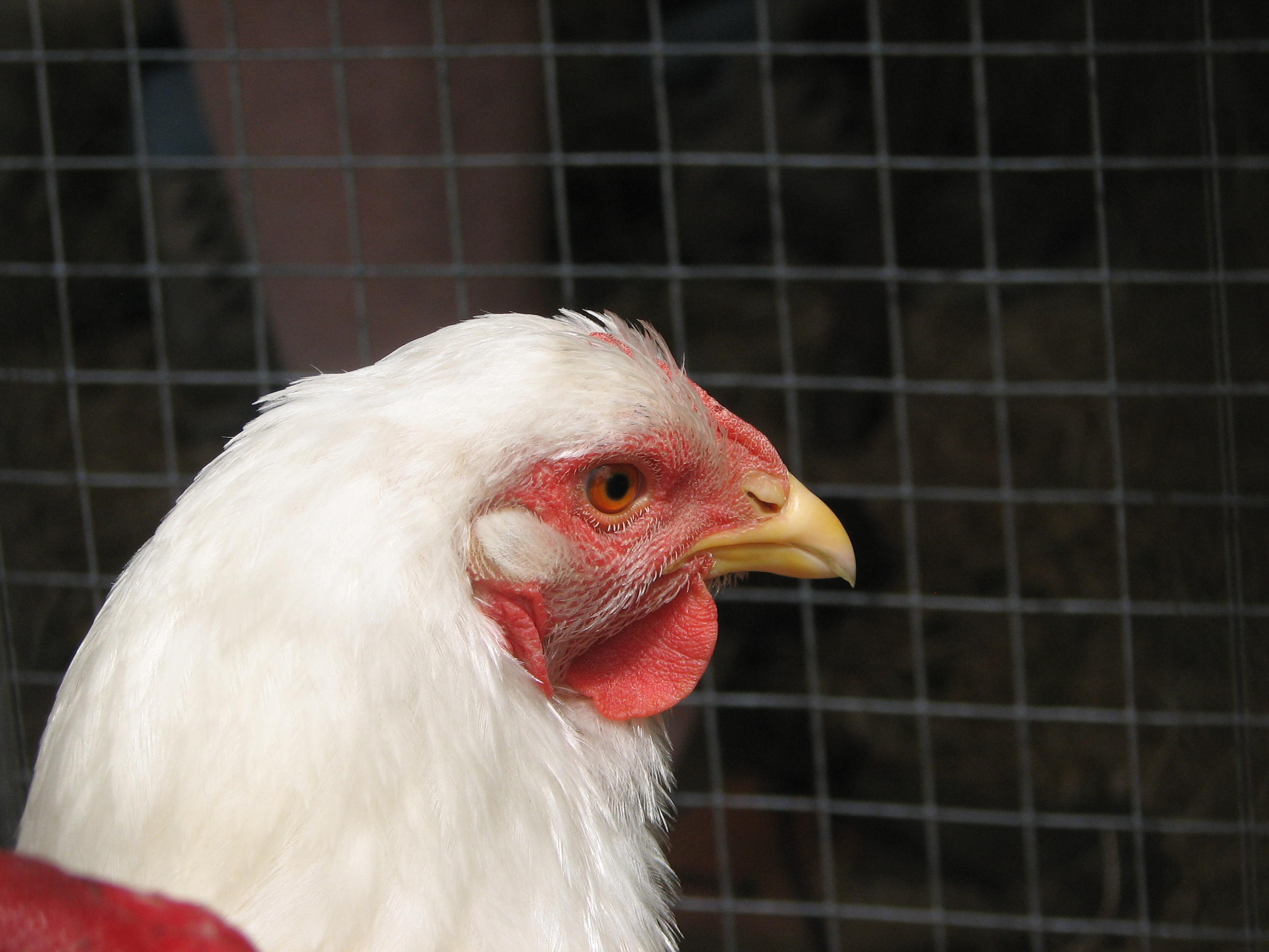 poule Wyandotte blance poule Wyandotte blance