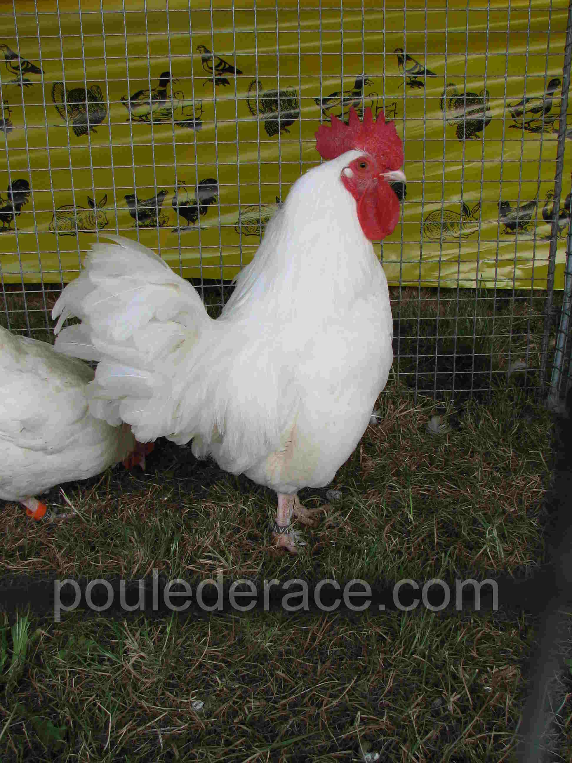 Coq Marans nain blanc Coq Marans nain blanc