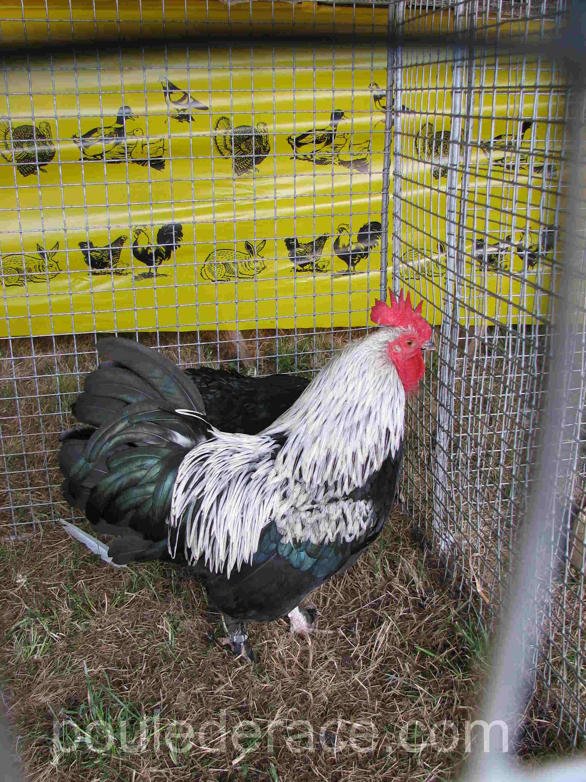Coq Marans nain Noir à camail argenté Coq Marans nain Noir à camail argenté