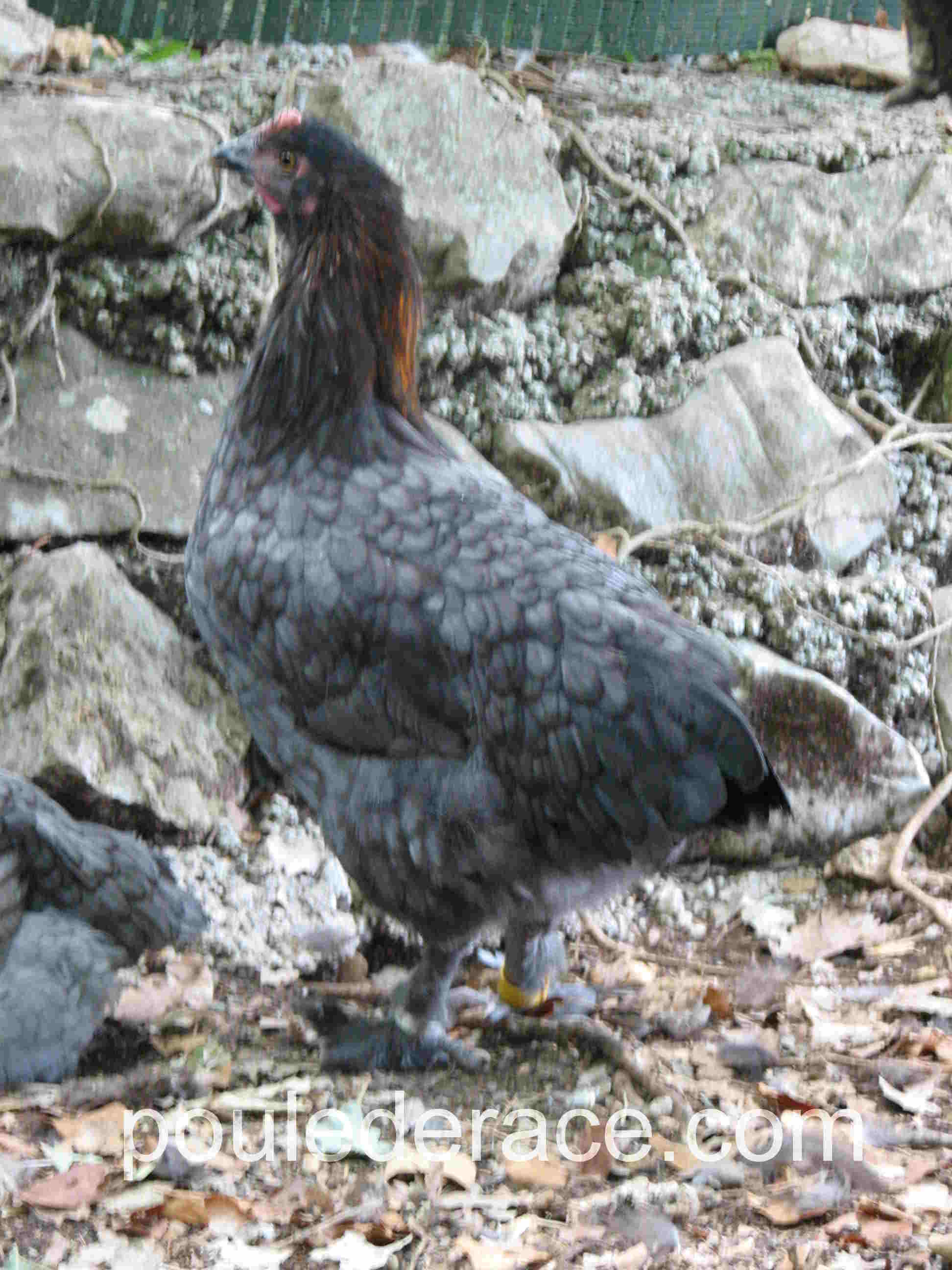 La Marans "bleu à camail cuivré" La Marans "bleu à camail cuivré"