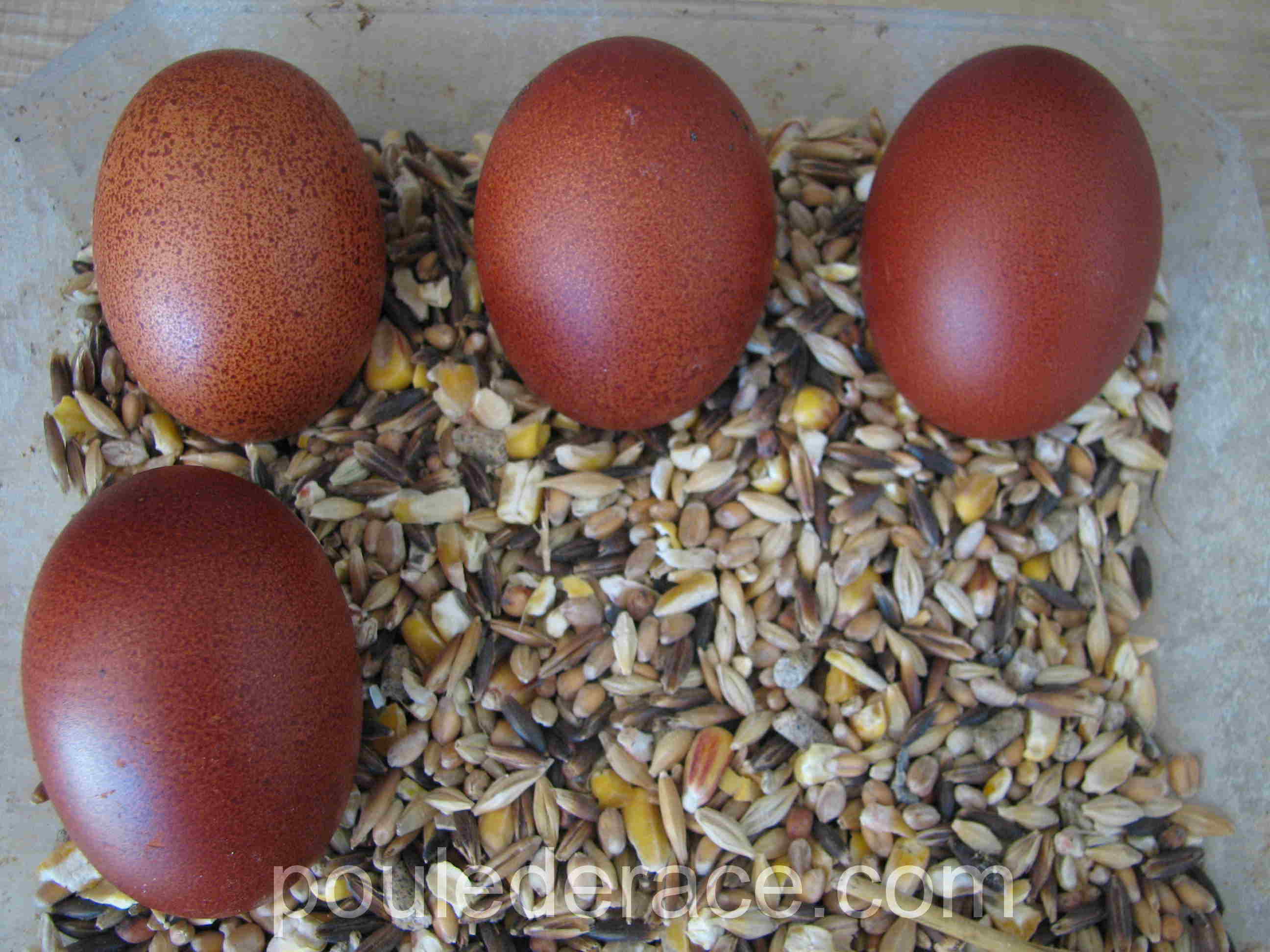 evolution de la couleur avec les 4 premiers oeufs evolution de la couleur avec les 4 premiers oeufs