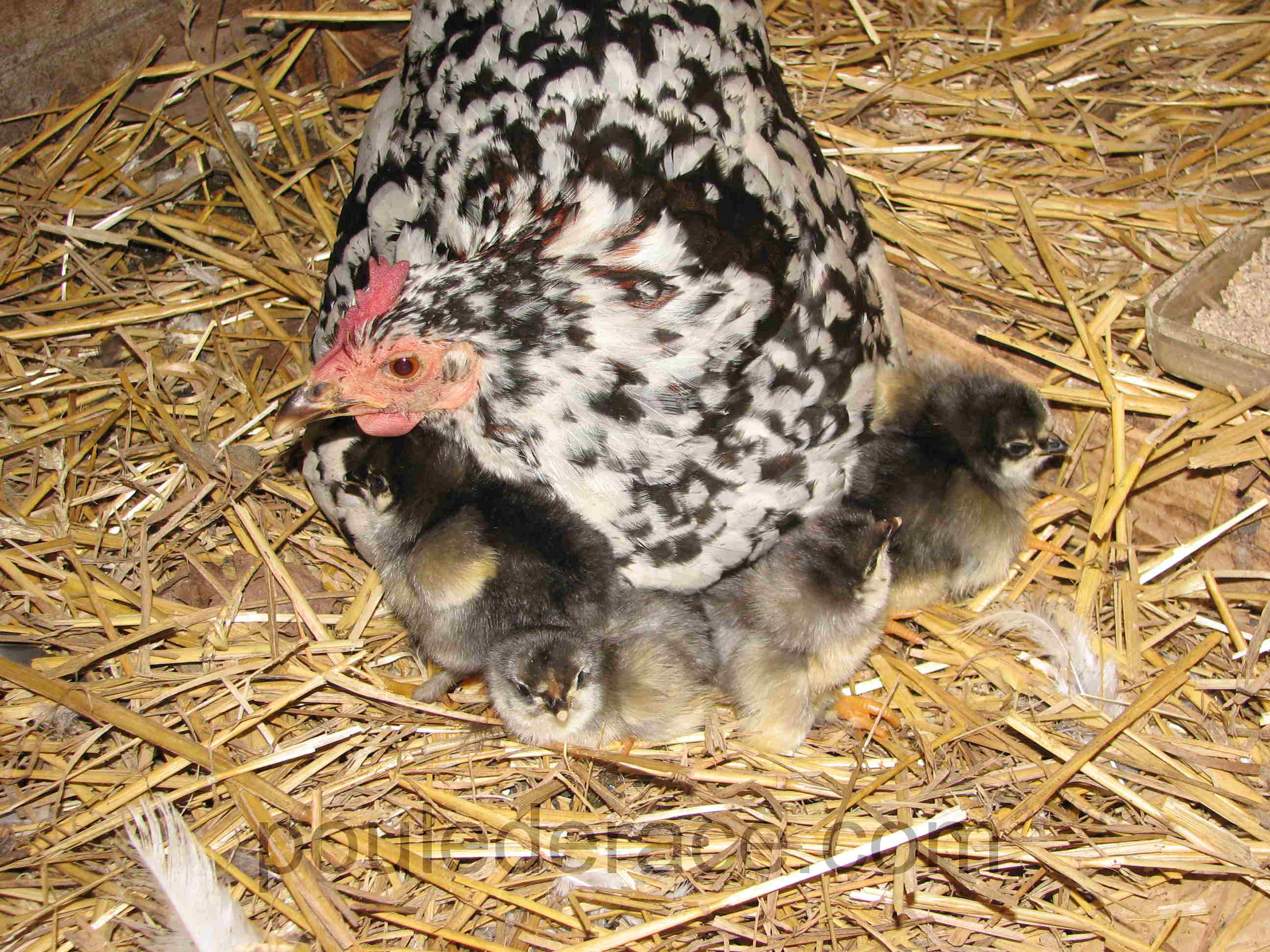 La Marans "bleu à camail cuivré" La Marans "bleu à camail cuivré"
