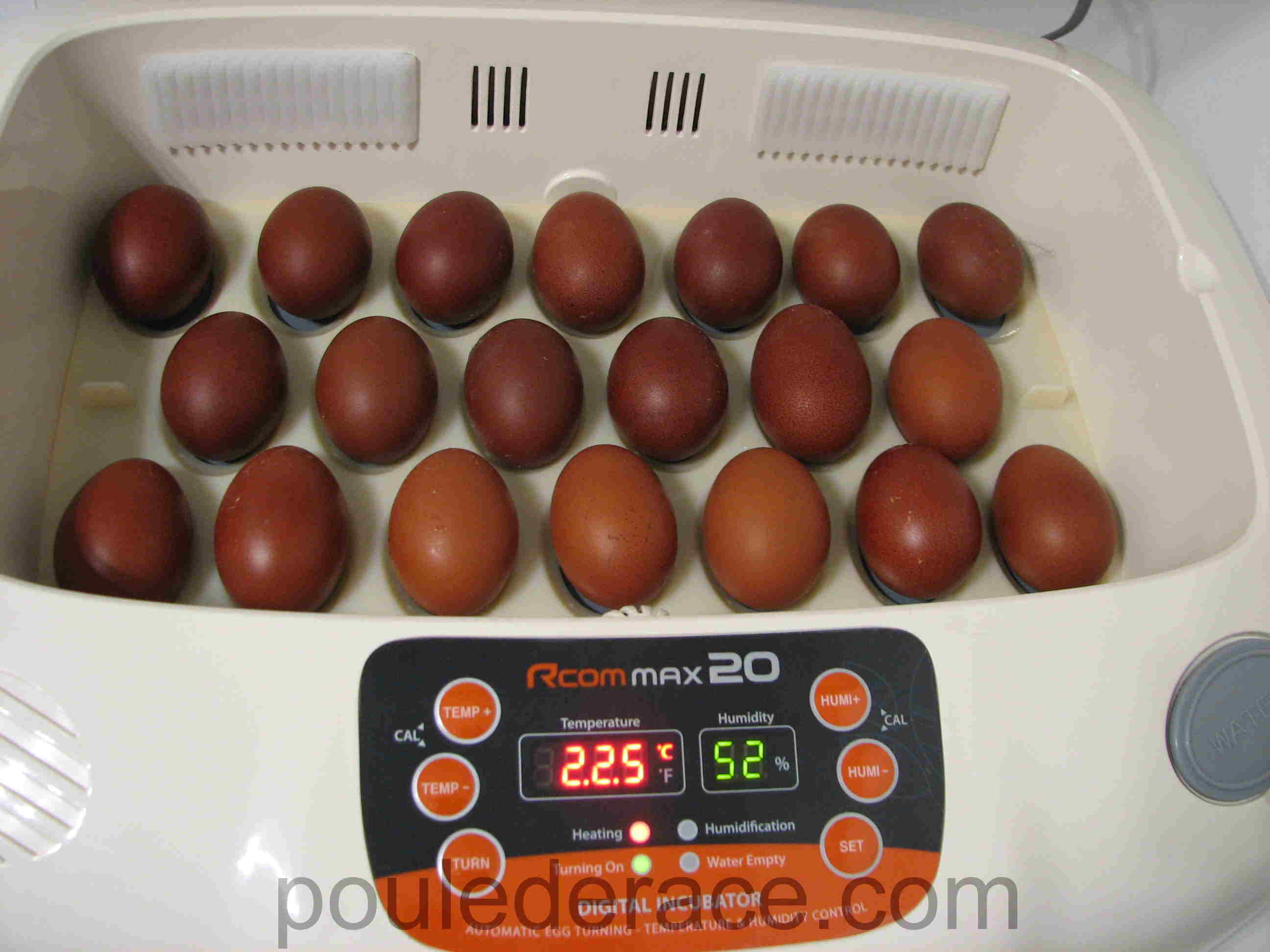 mis en place des oeufs dans la couveuse mis en place des oeufs dans la couveuse