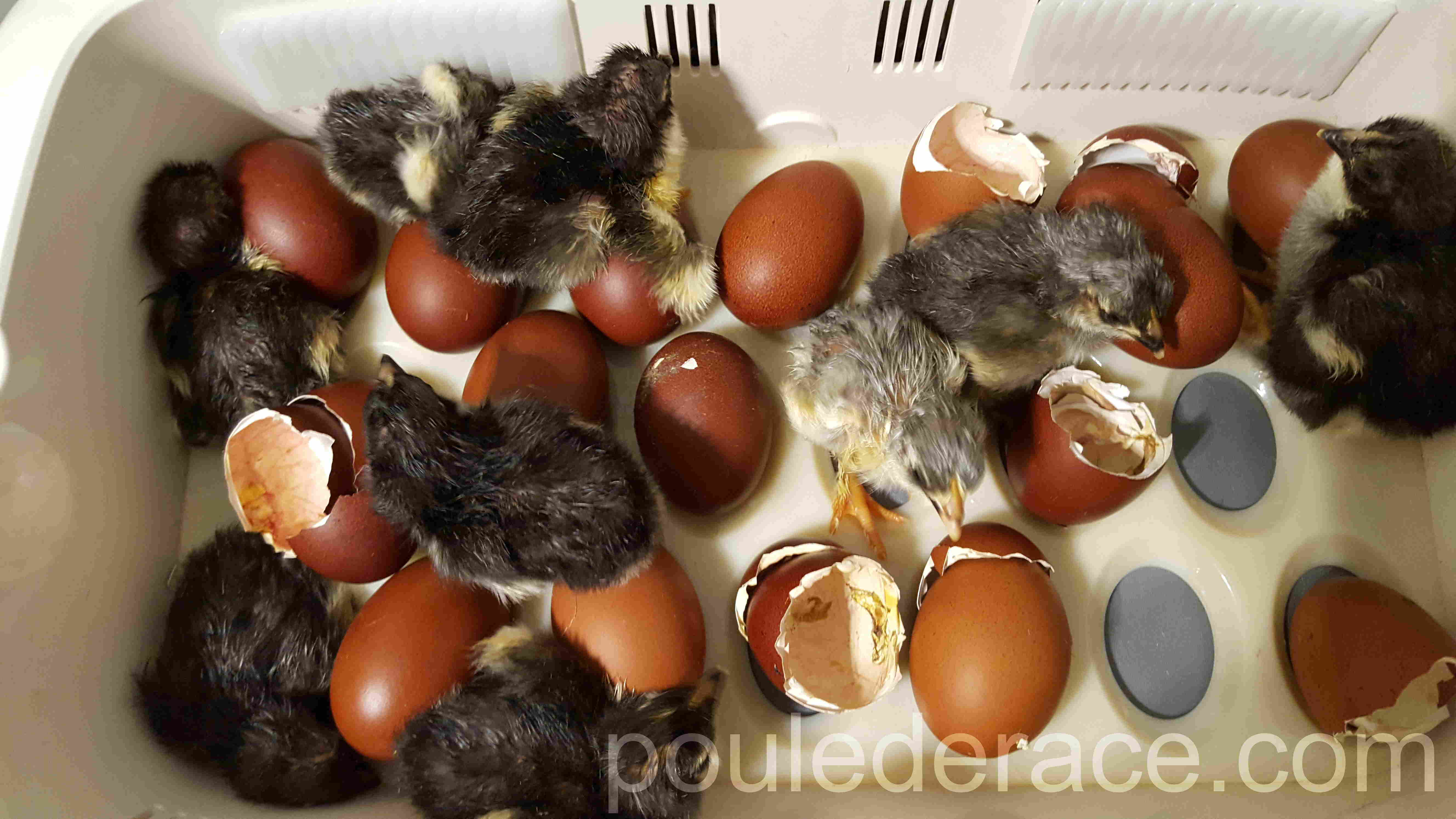 La Marans "bleu à camail cuivré" La Marans "bleu à camail cuivré"