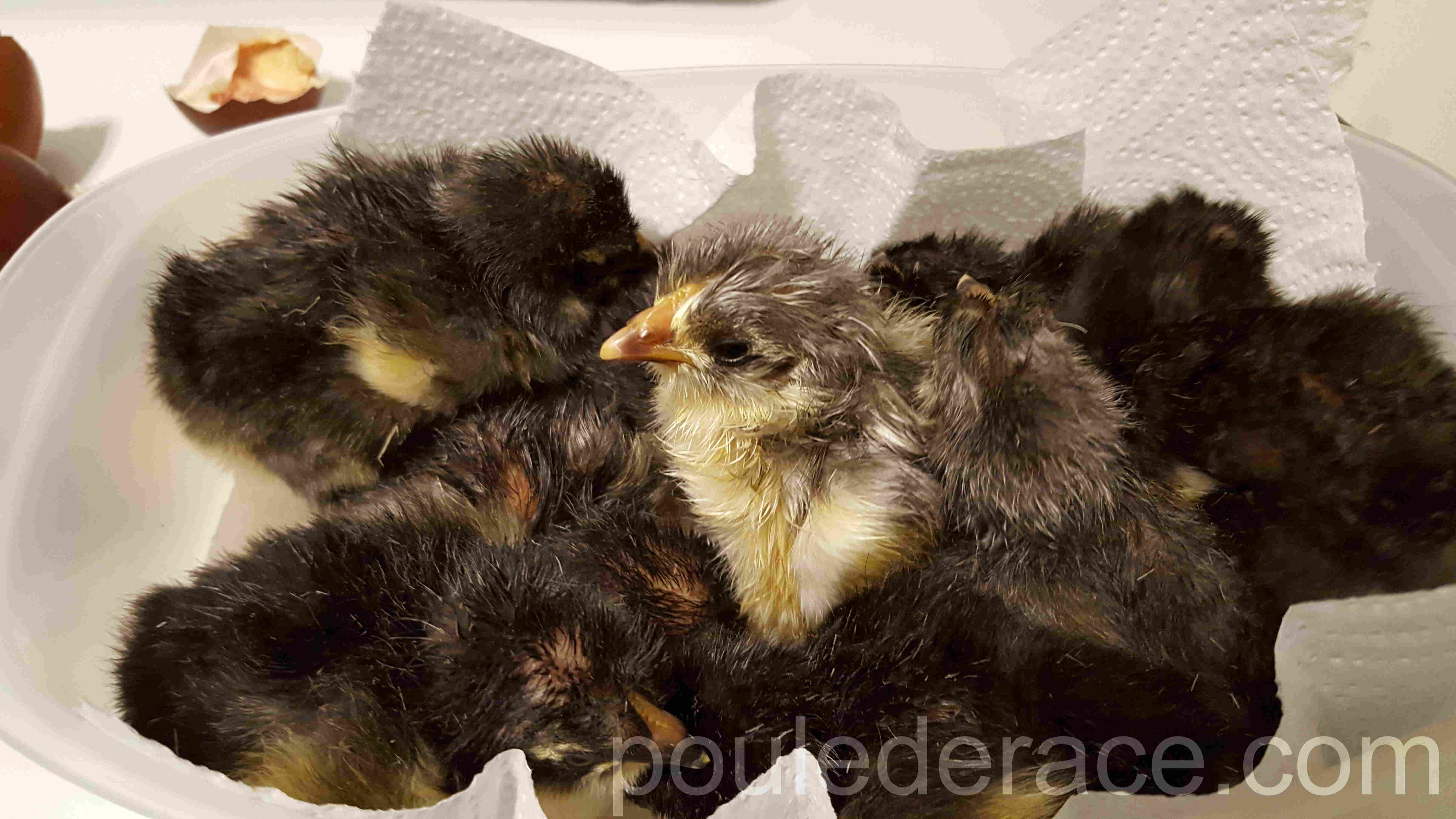 La Marans "bleu à camail cuivré" La Marans "bleu à camail cuivré"