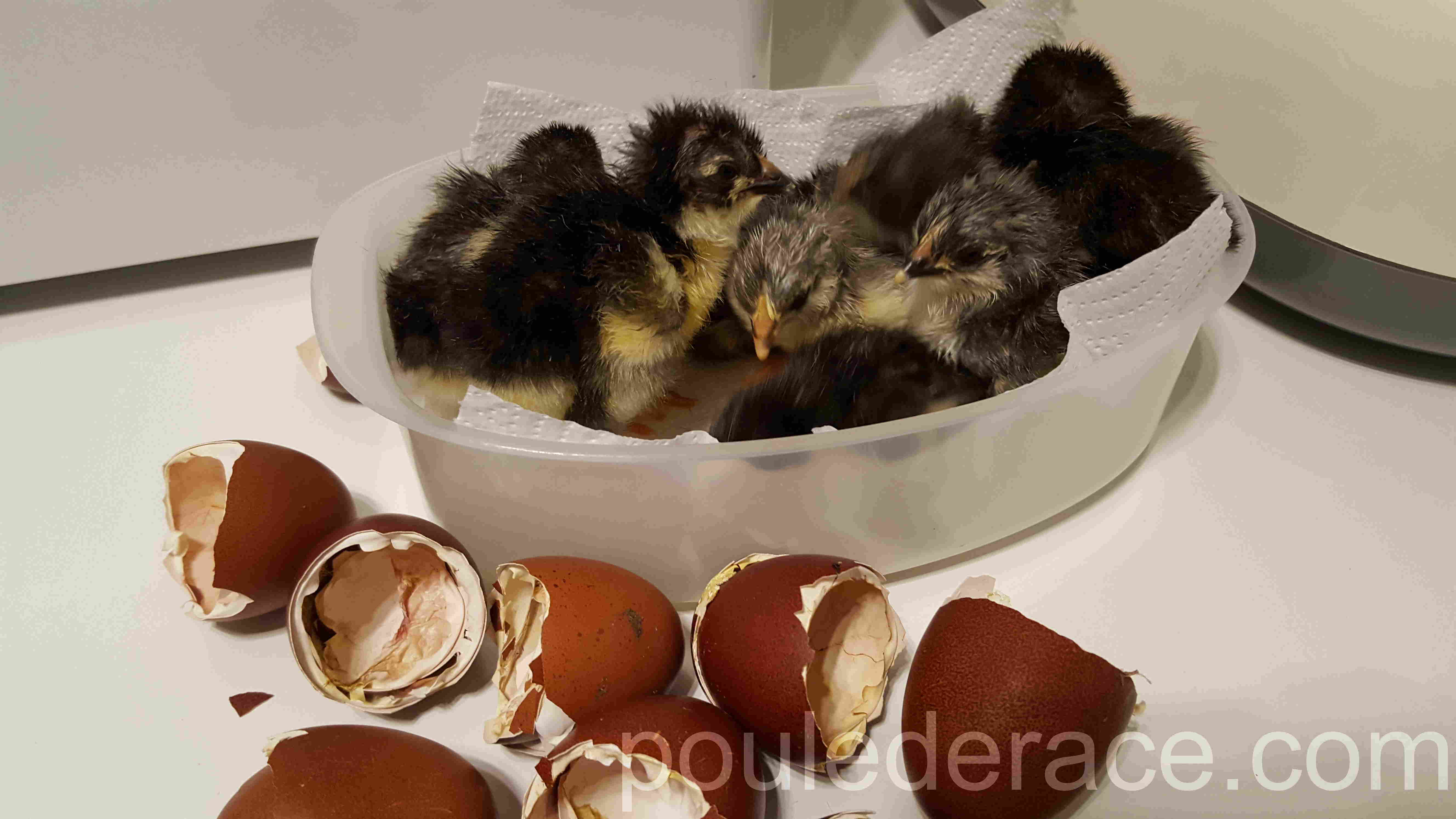 La Marans "bleu à camail cuivré" La Marans "bleu à camail cuivré"