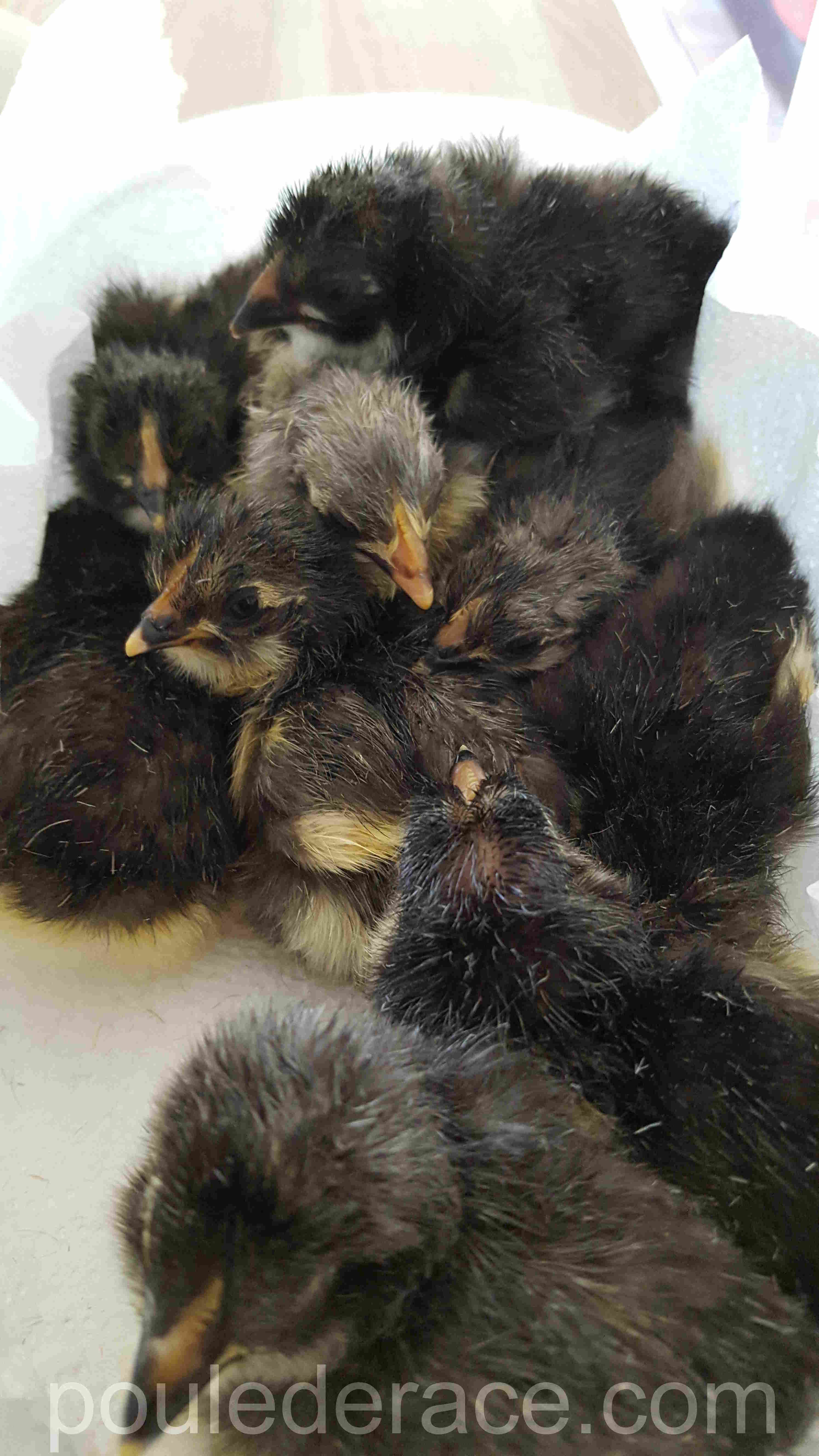 La Marans "bleu à camail cuivré" La Marans "bleu à camail cuivré"