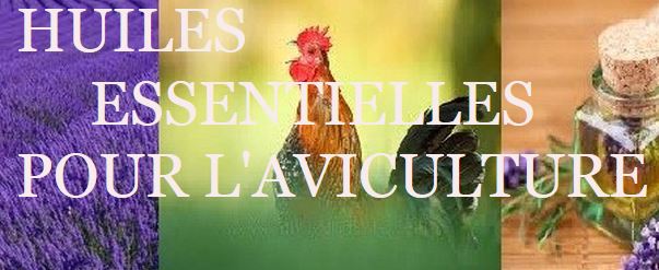 Des huiles essentielles pour nos poules Des huiles essentielles pour nos poules