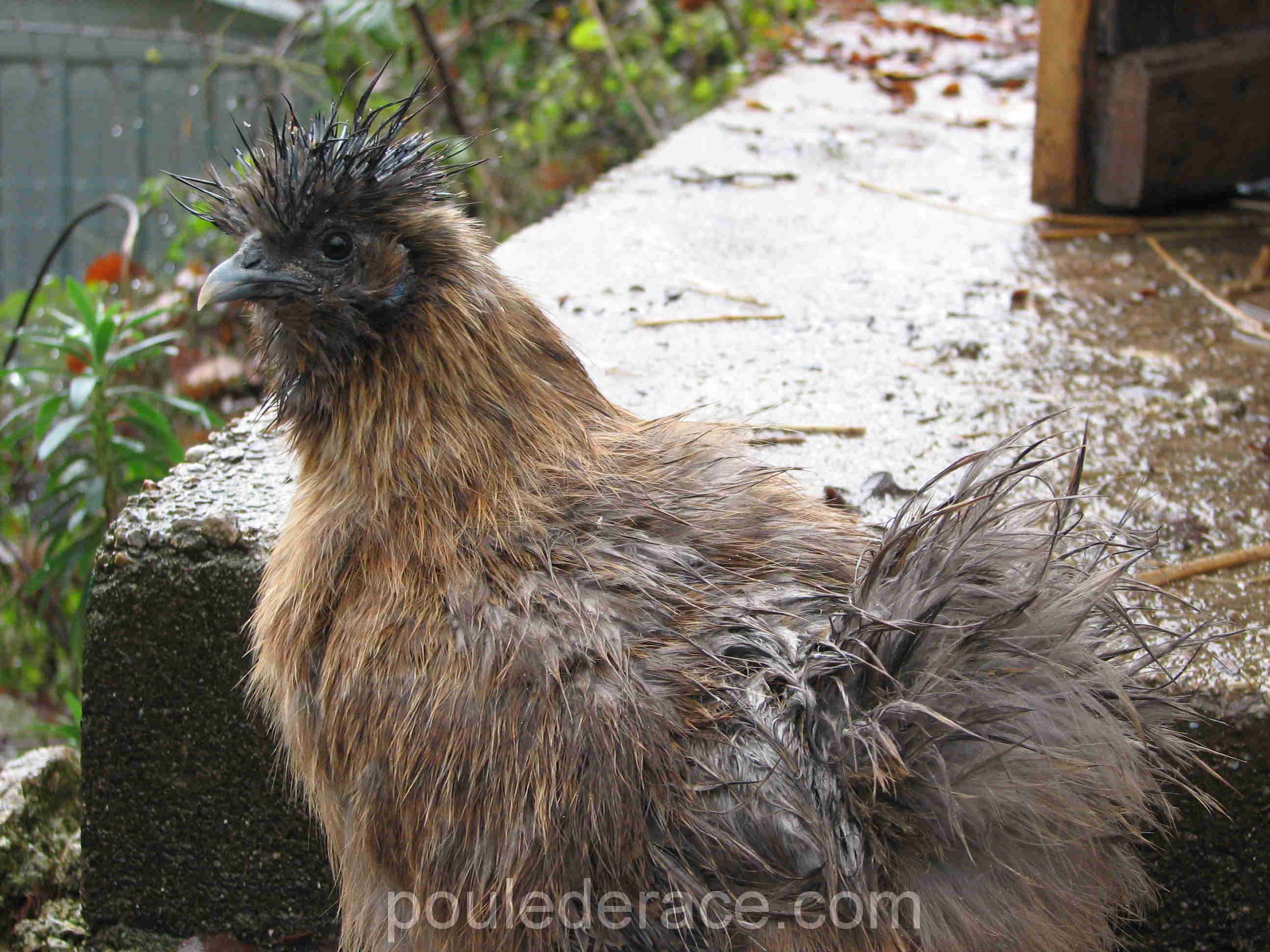 Poule mouillée