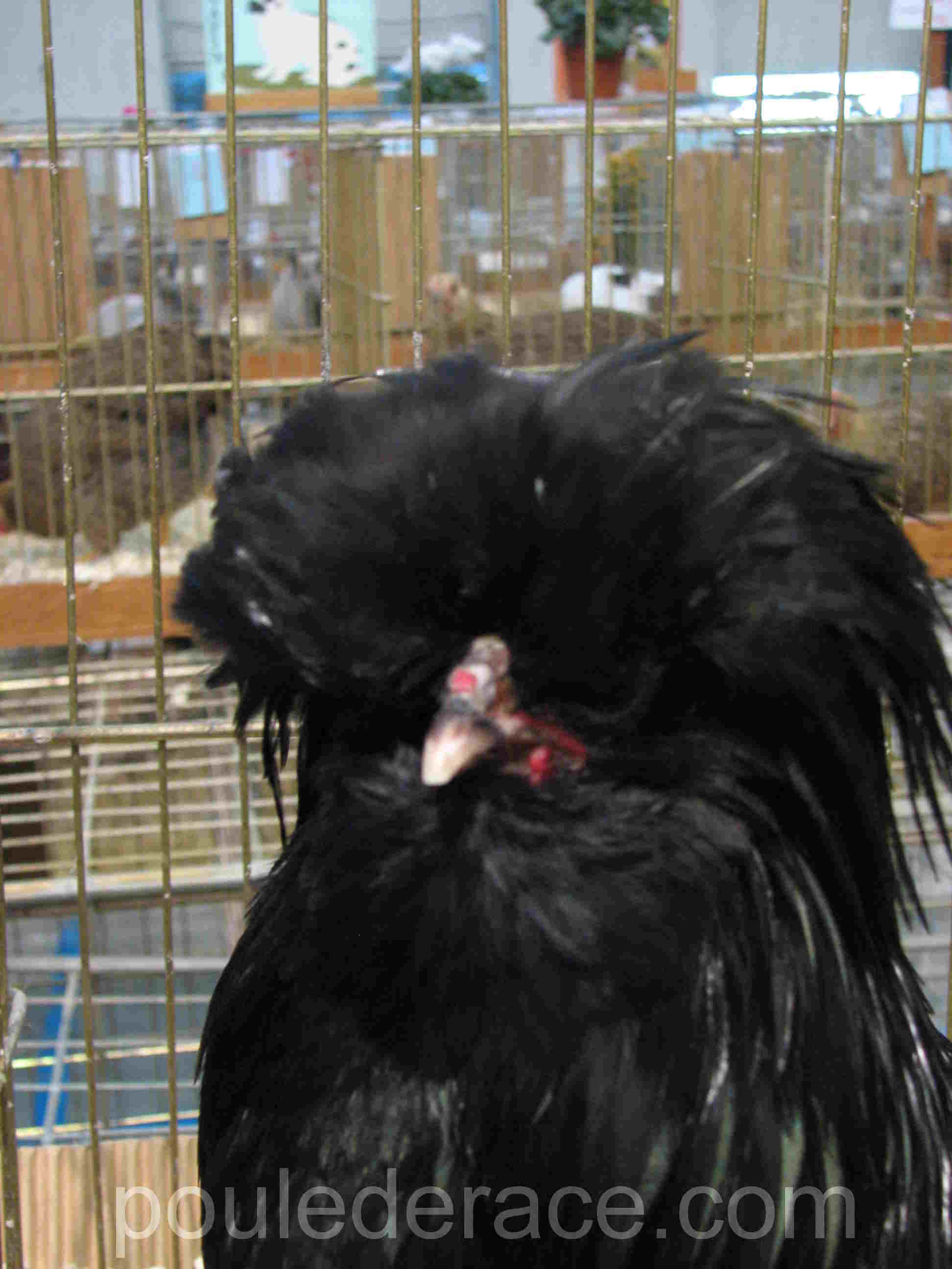 Coq padoue noir