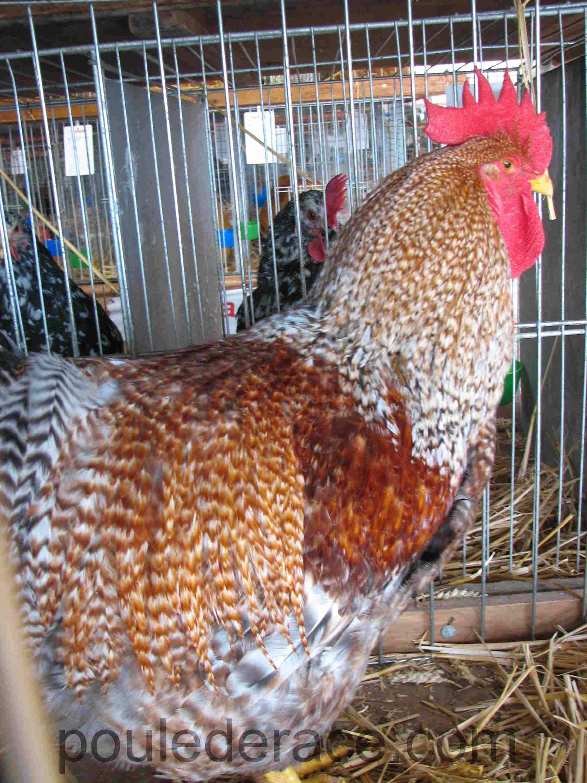 Cop "poule de Bielefeld" saumon coucou argenté Cop "poule de Bielefeld" saumon coucou argenté