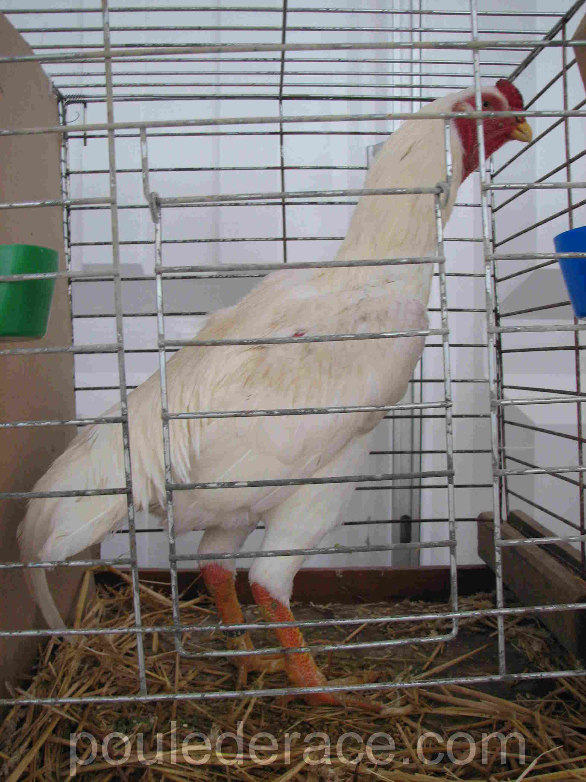 SHAMO Blanc SHAMO Blanc