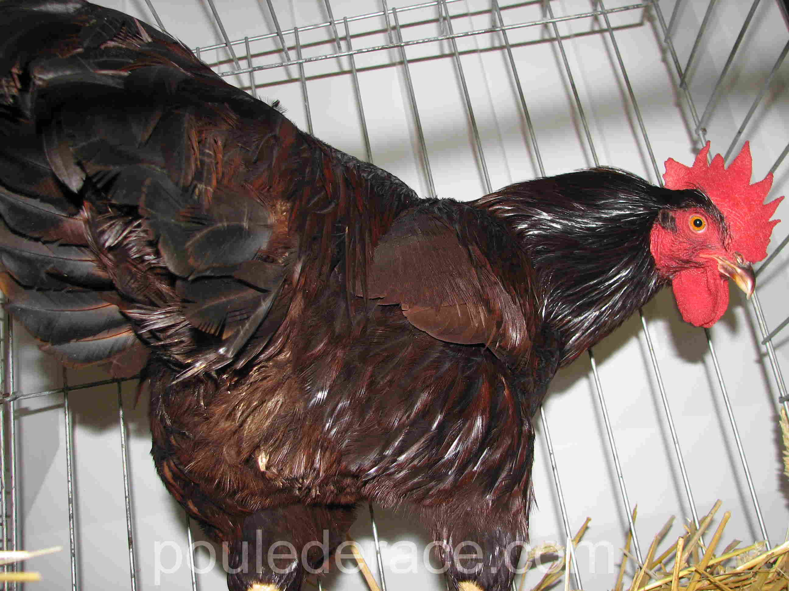 Coq "Rhode-island" rouge acajou Coq "Rhode-island" rouge acajou