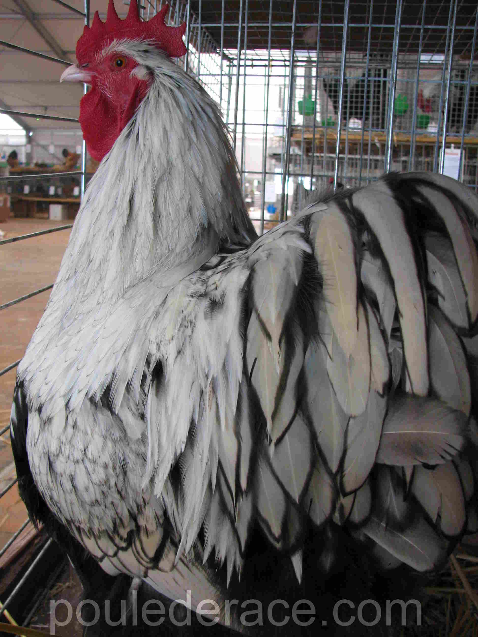 Coq orpington argenté liseré noir Coq orpington argenté liseré noir