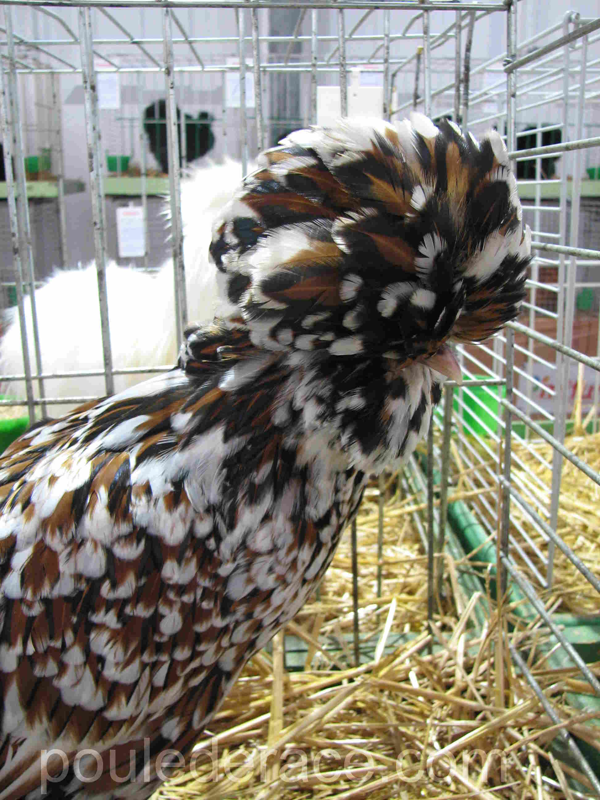 Padoue bariolé Padoue bariolé