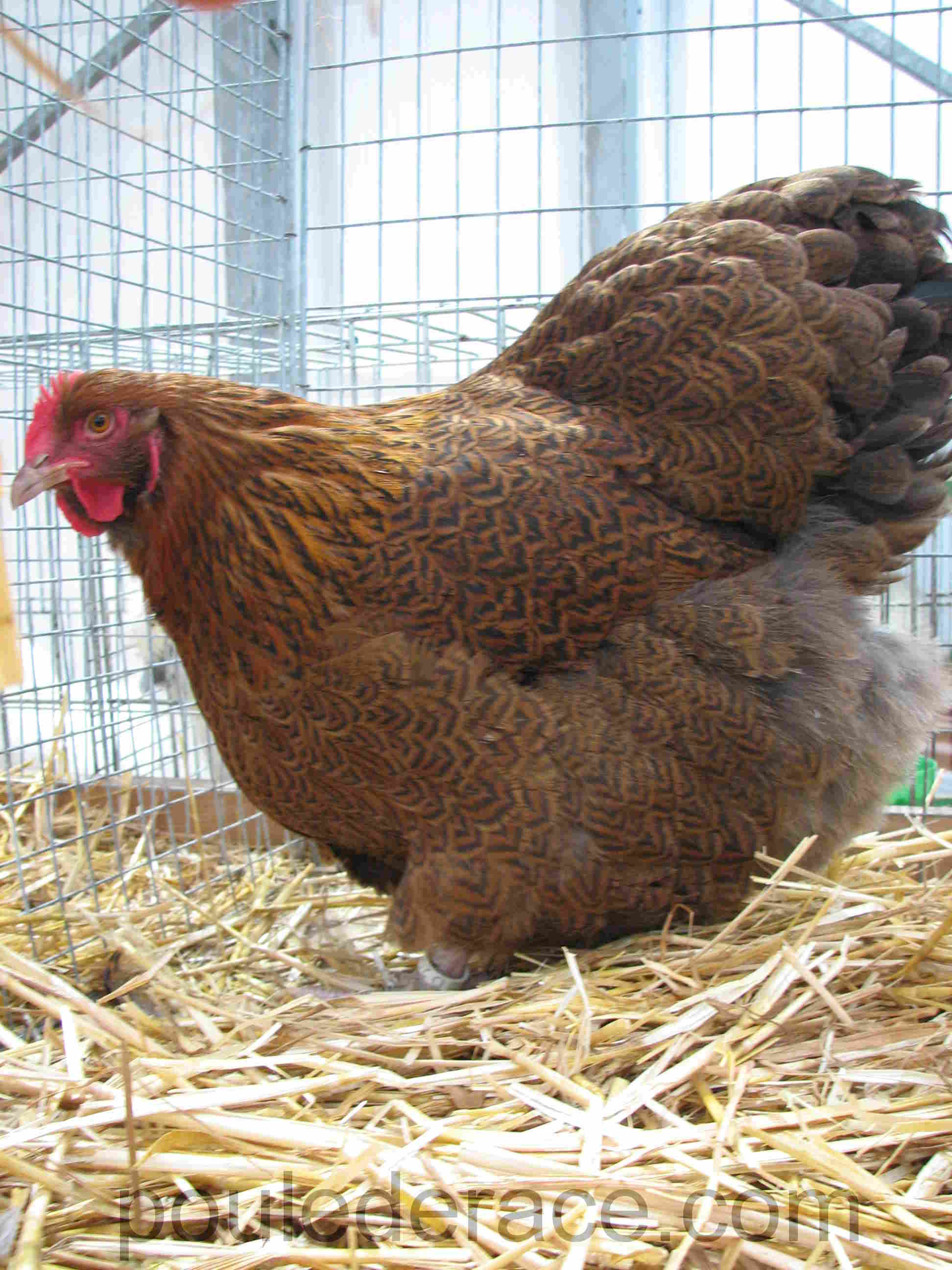 poule Orpington perdrix dorée maillée poule Orpington perdrix dorée maillée