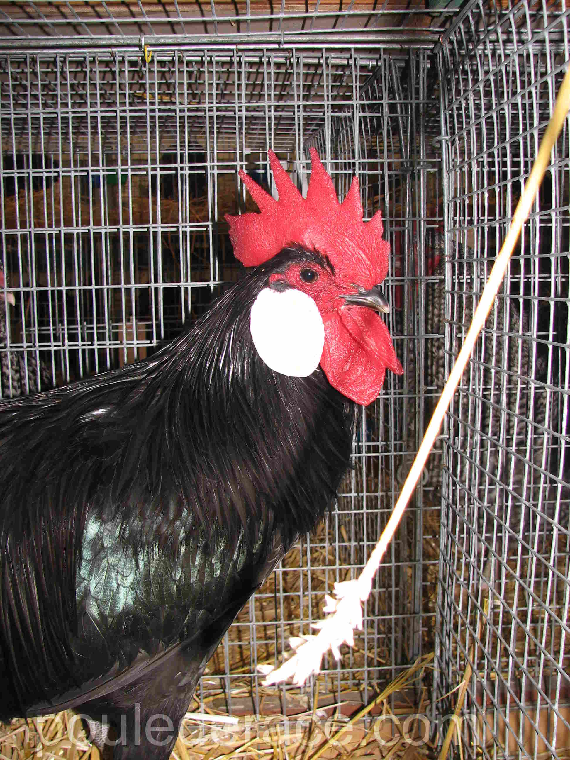 Coq Minorque Coq Minorque