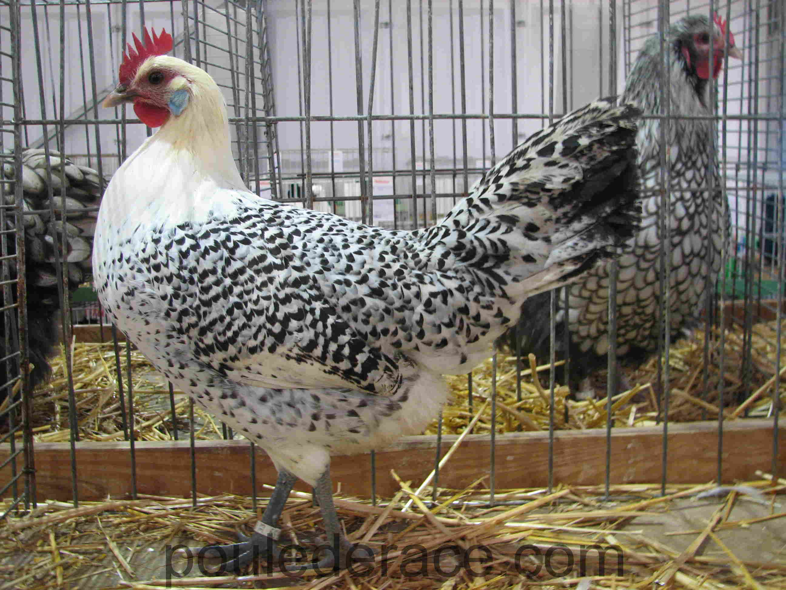 poule mouette de la frise oriantale argenté crayonné noir poule mouette de la frise oriantale argenté crayonné noir