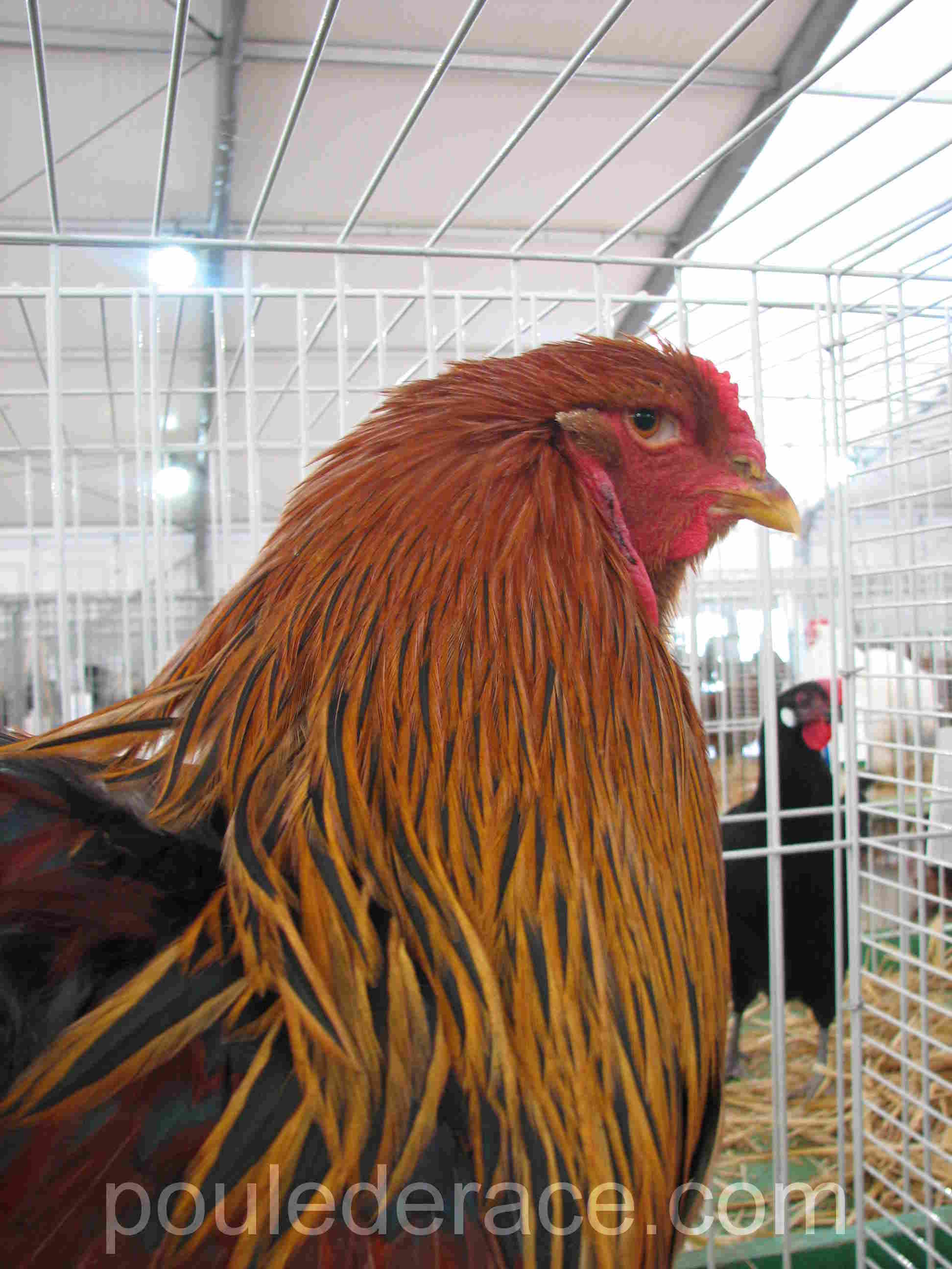 Coq "Brahma perdrix doré maillé" Coq "Brahma perdrix doré maillé"