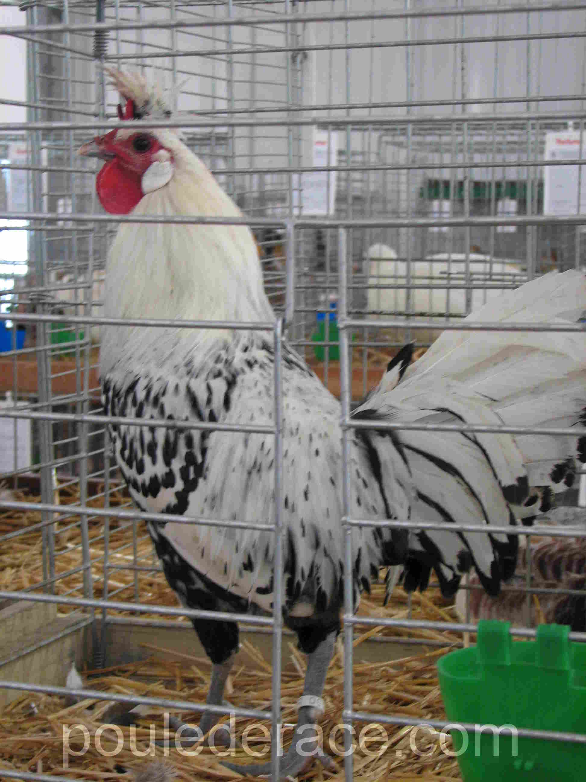 Coq Appenzelloise huppé argenté pointe noir Coq Appenzelloise huppé argenté pointe noir