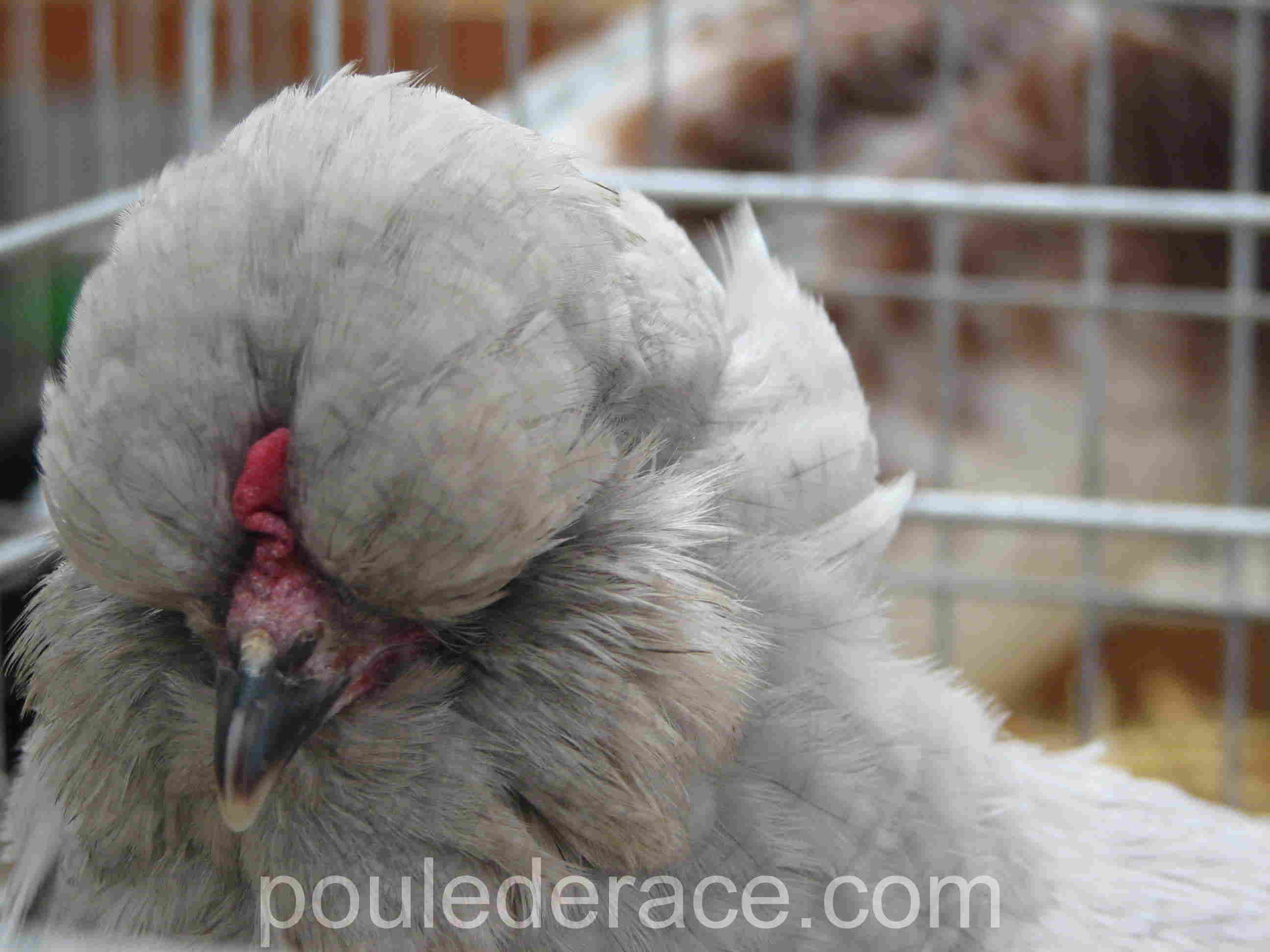 Poule Araucana anglaise gris perle
