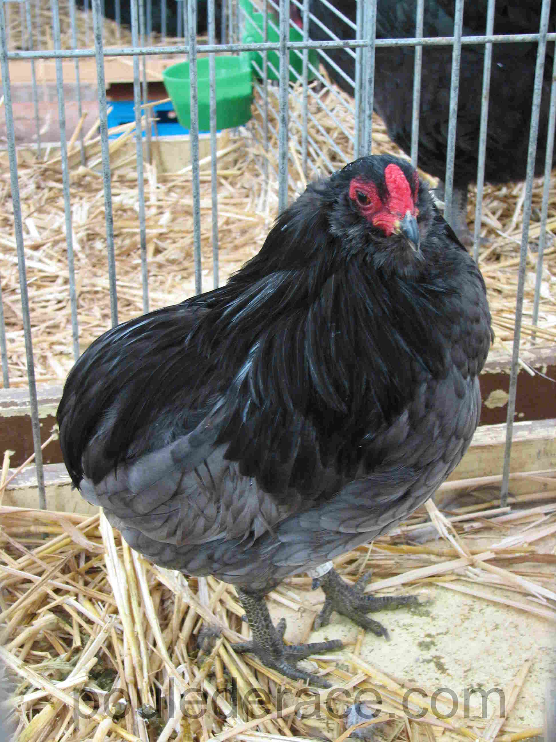 Araucana allemand bleu Araucana allemand bleu