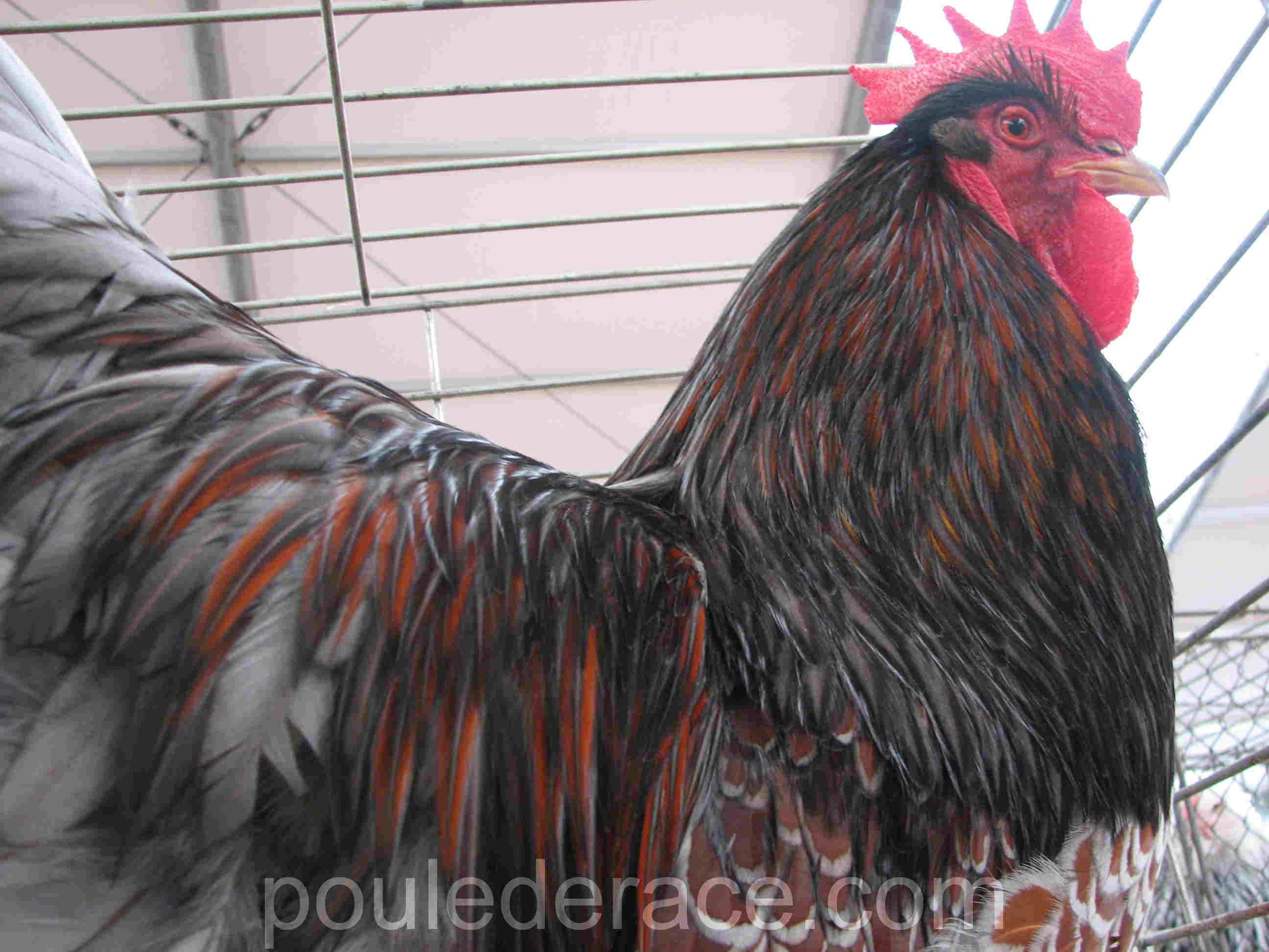 Coq Barnevelder acajou à double liseré bleu Coq Barnevelder acajou à double liseré bleu