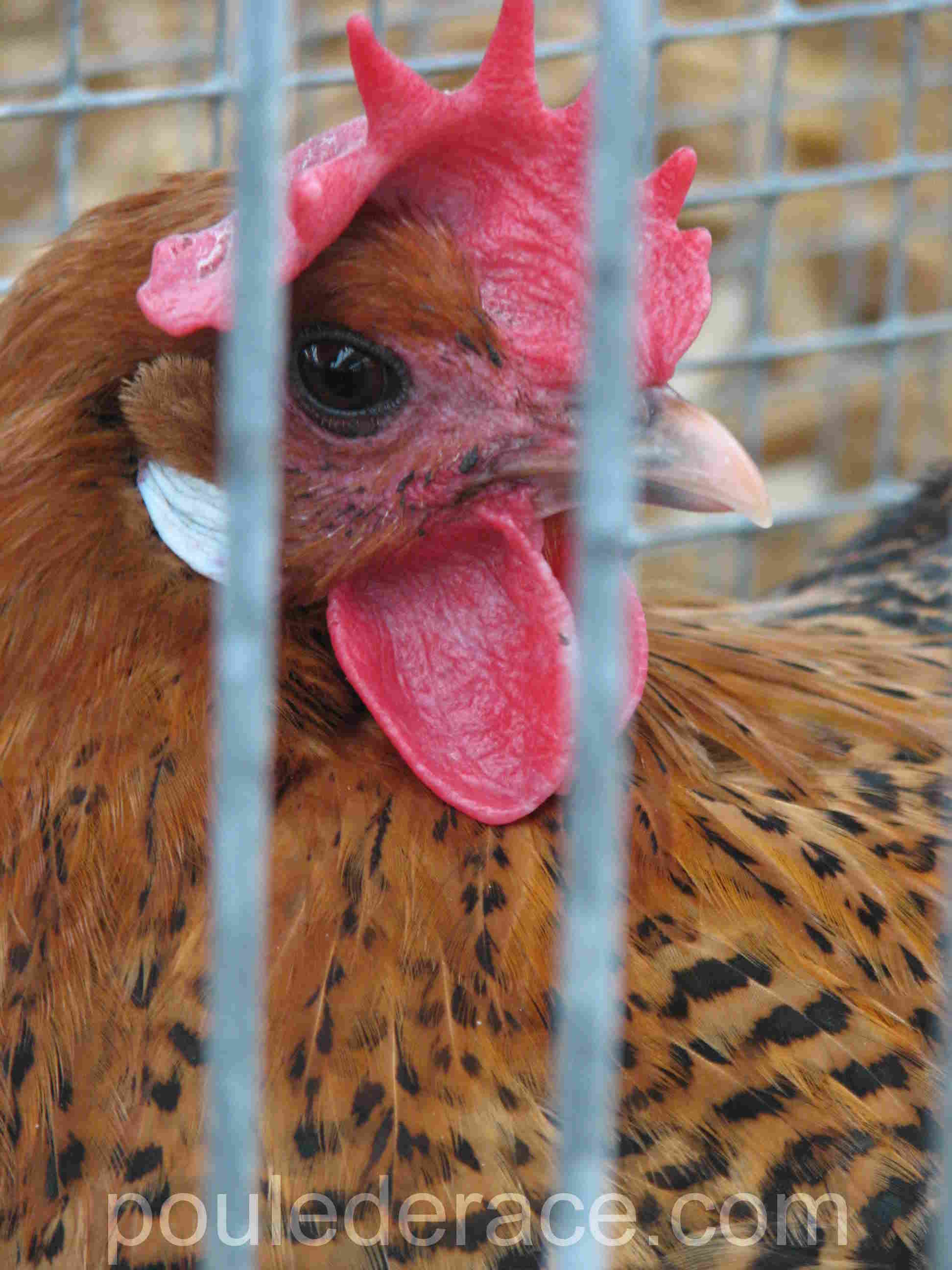 poule Braekel doré poule Braekel doré