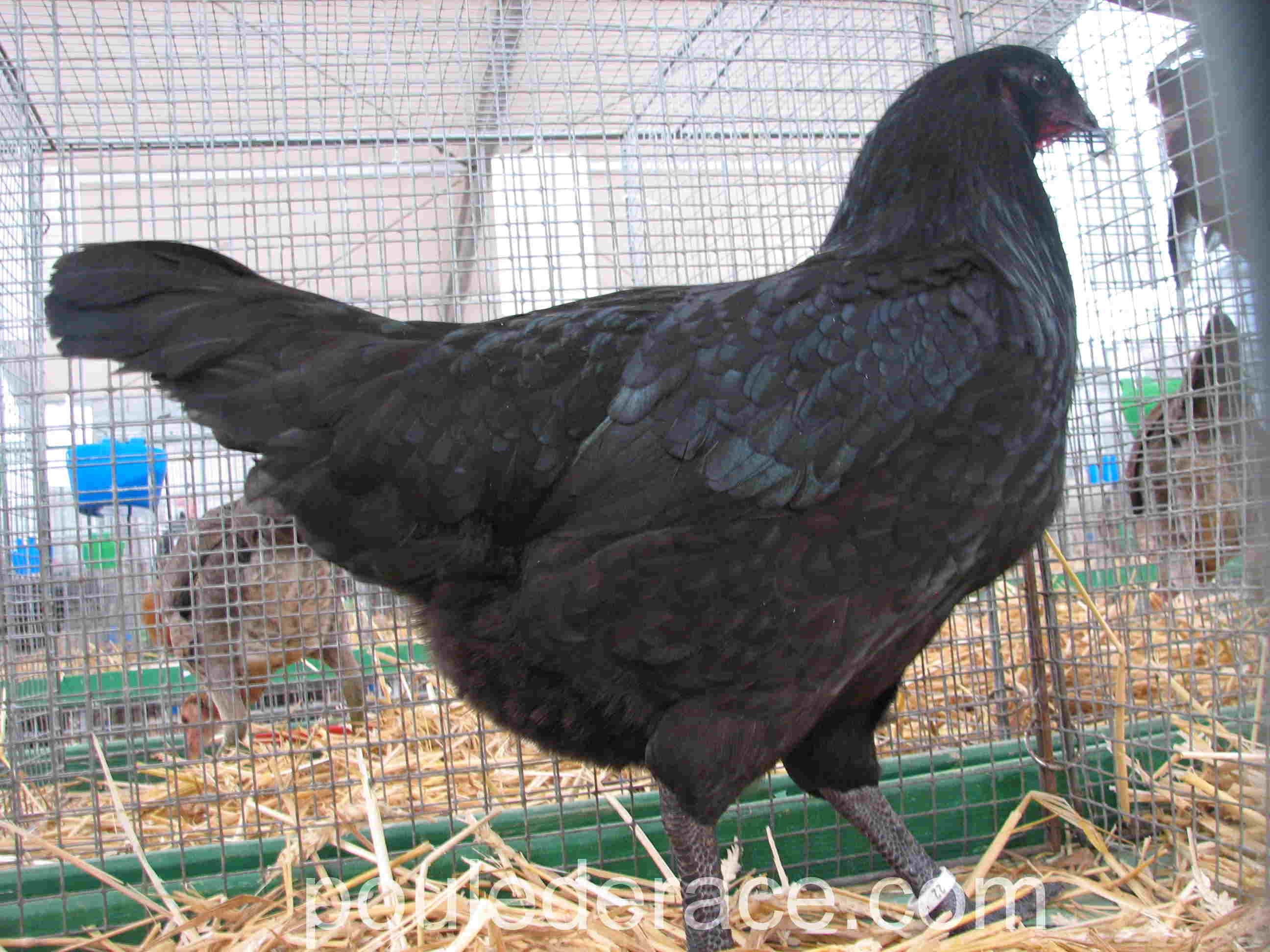 Combattant de Bruges noir Combattant de Bruges noir