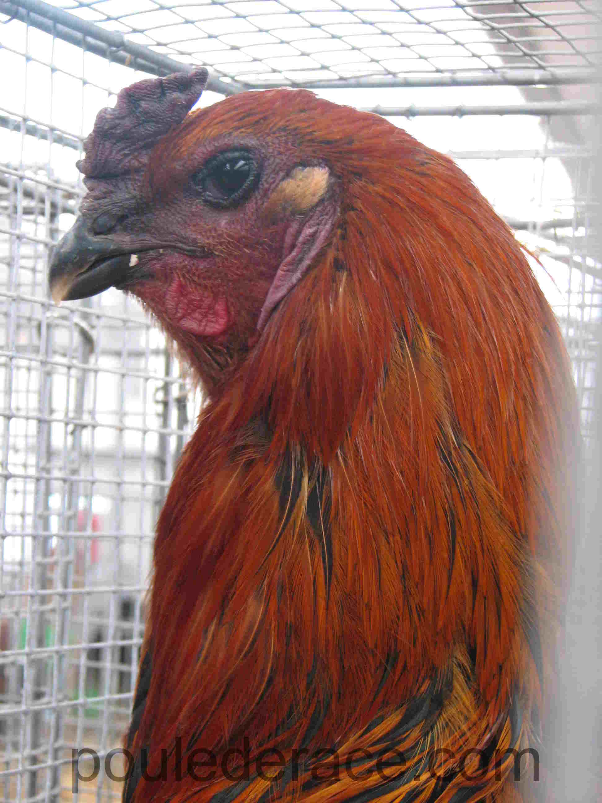 Coq Combattant de Bruges noir à camail doré Coq Combattant de Bruges noir à camail doré