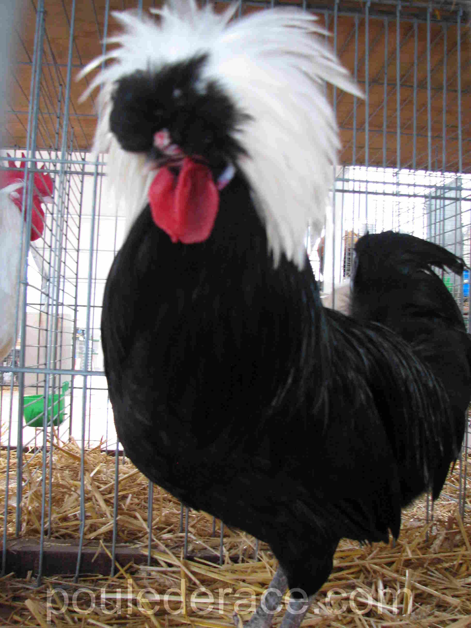 Coq "hollandaise huppée noir" à huppe blanche