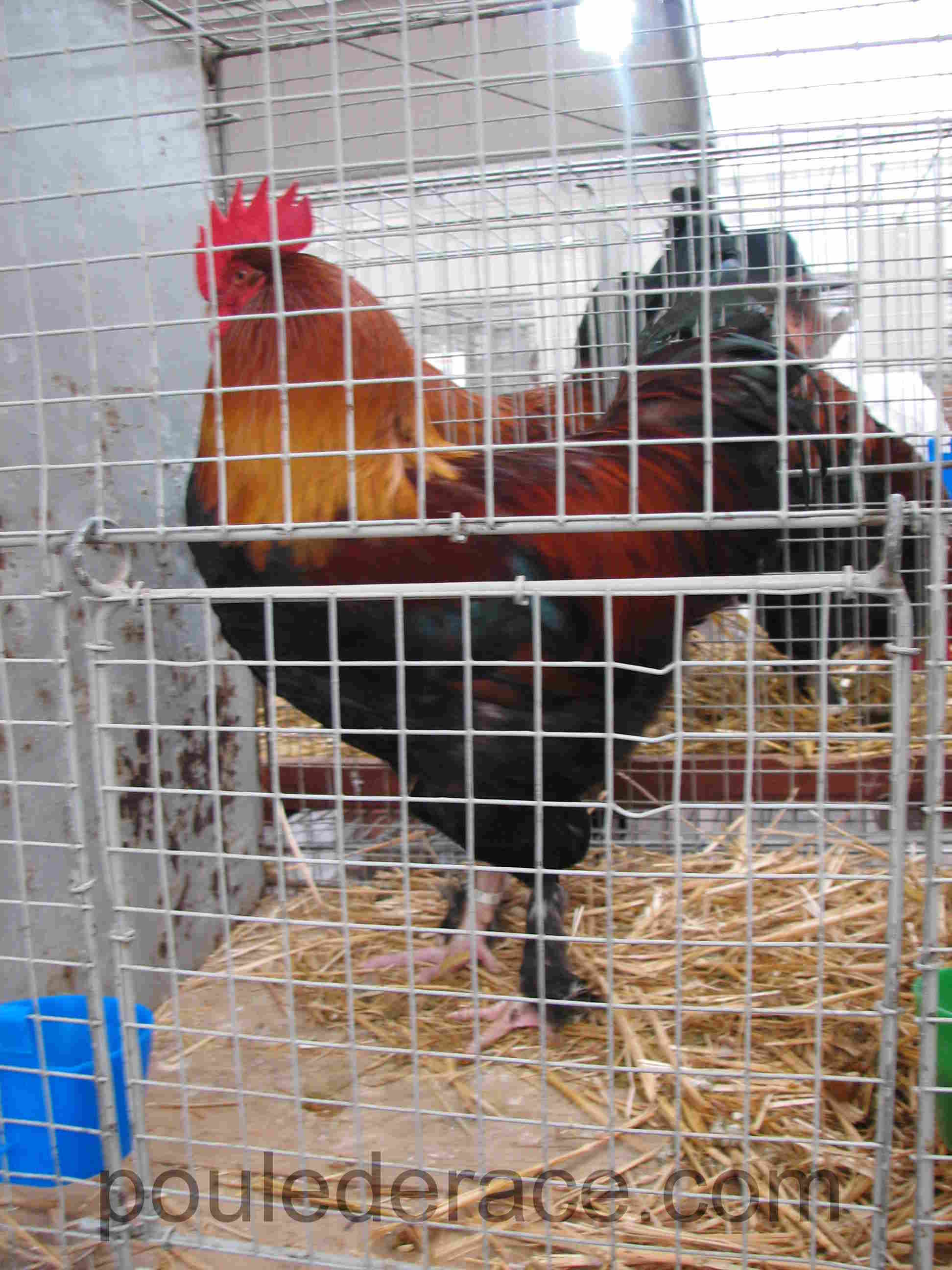 28 Eme Exposition Europ enne D aviculture 2eme Patie 28 Eme Exposition Europ enne D aviculture 2eme Patie