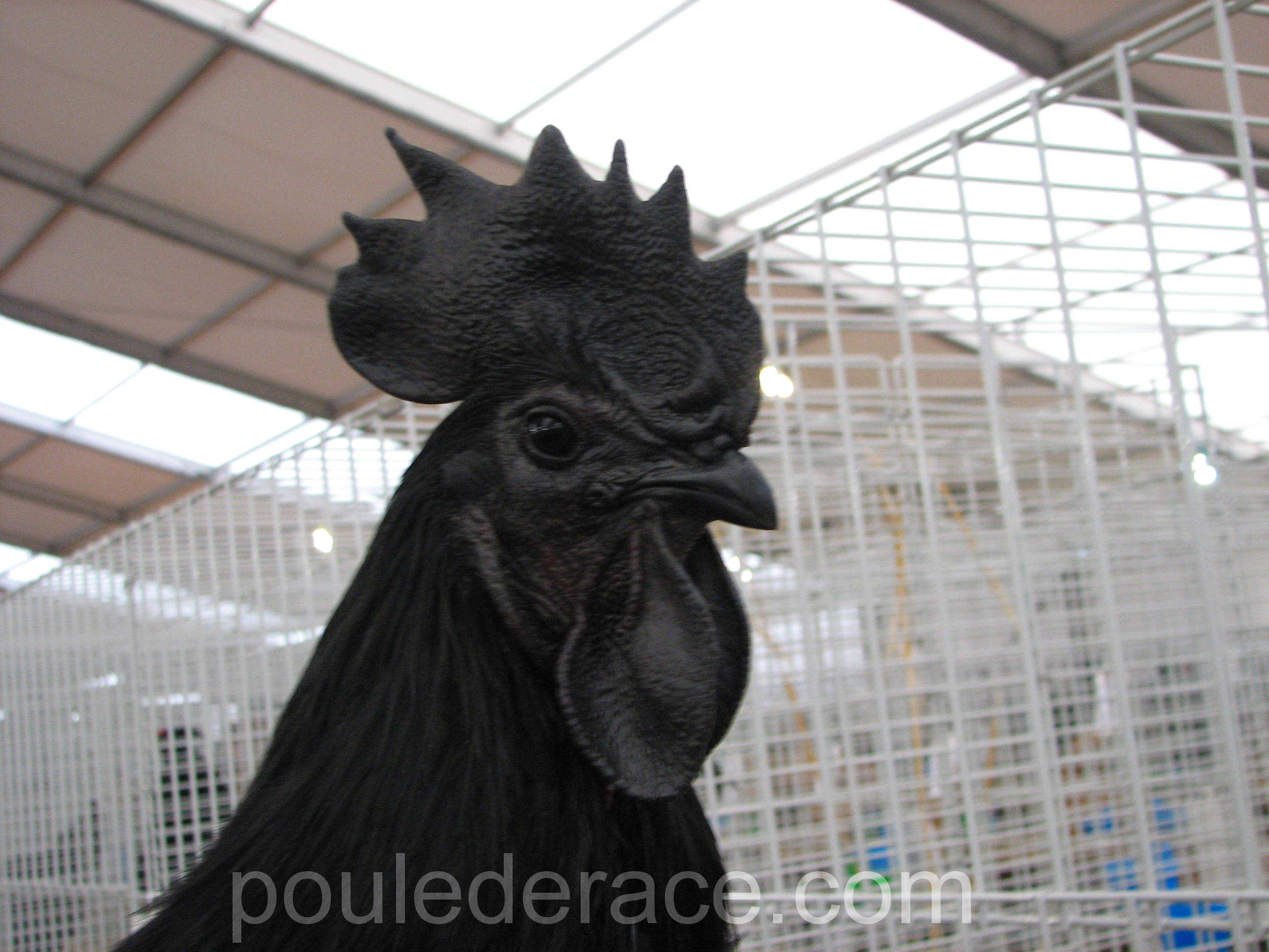 Coq Ayam Cémani Coq Ayam Cémani