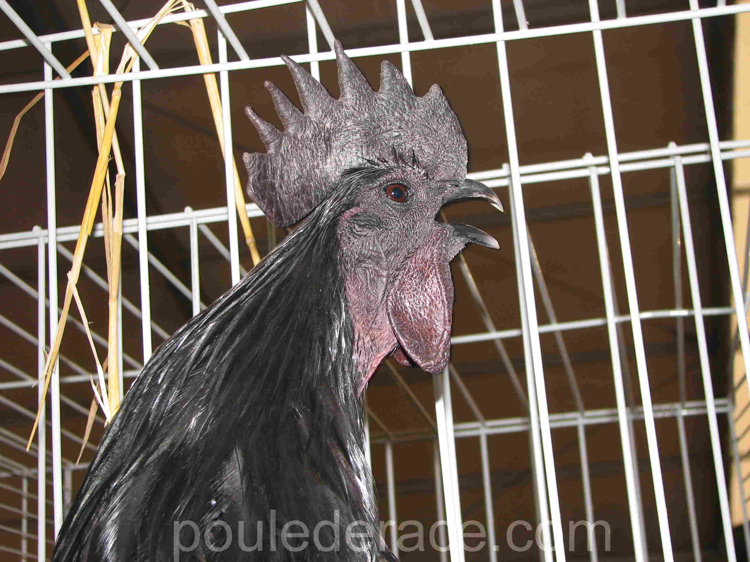 Coq qui chante Ayam Cémani Coq qui chante Ayam Cémani