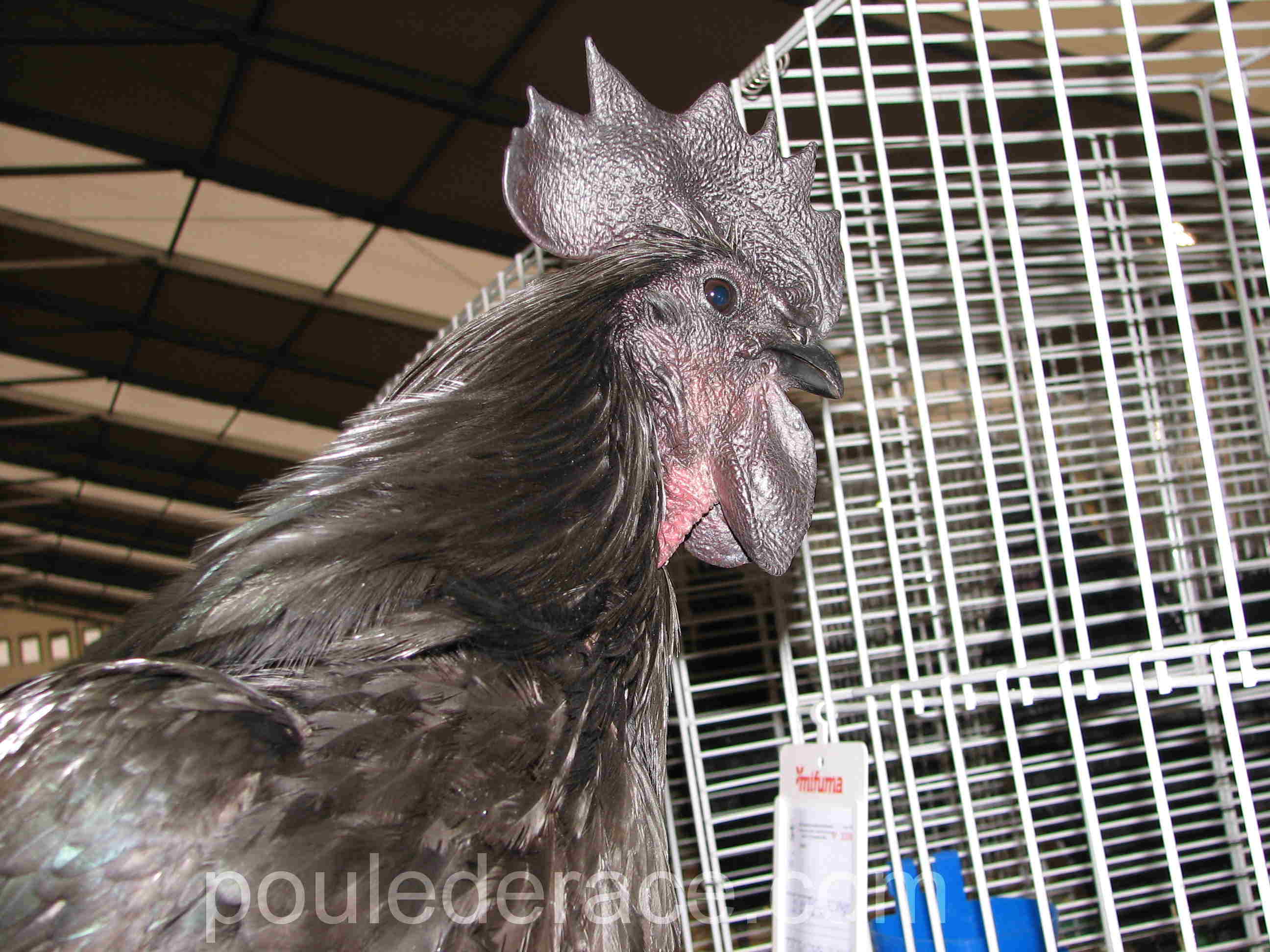 Coq Ayam Cémani