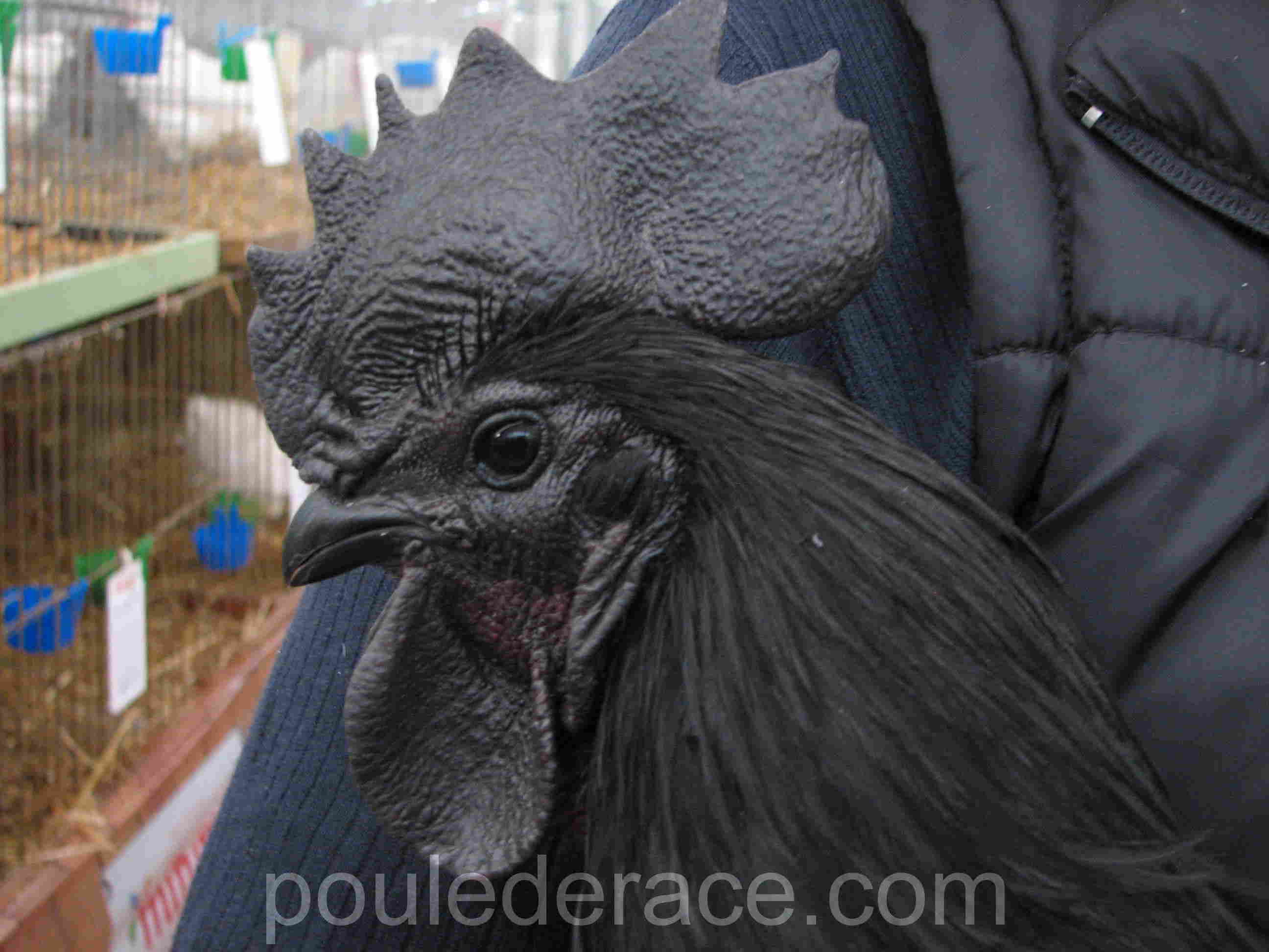 Coq Ayam Cémani Coq Ayam Cémani