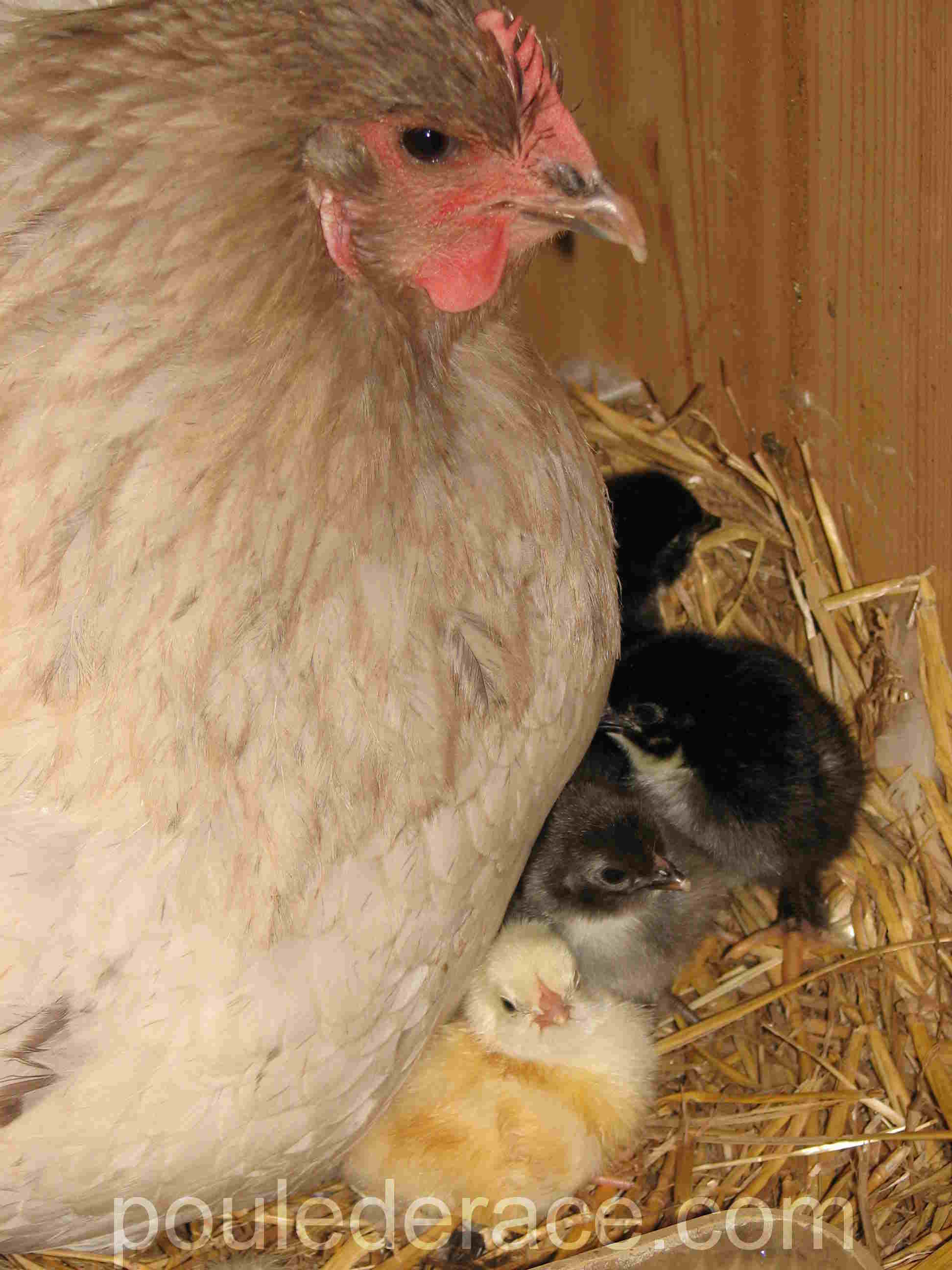 poule orpington avec ses poussins