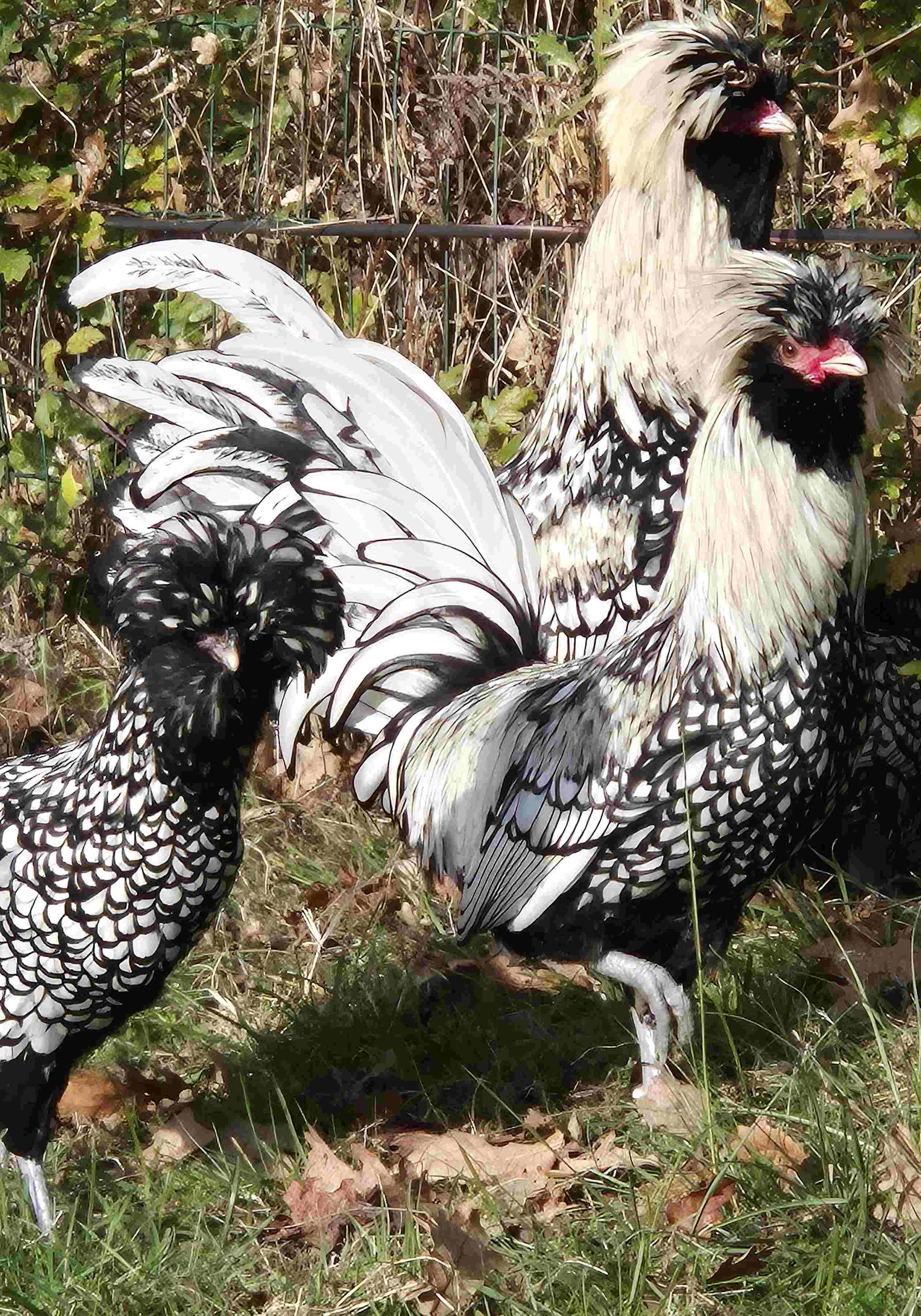 poule et coqs padoue