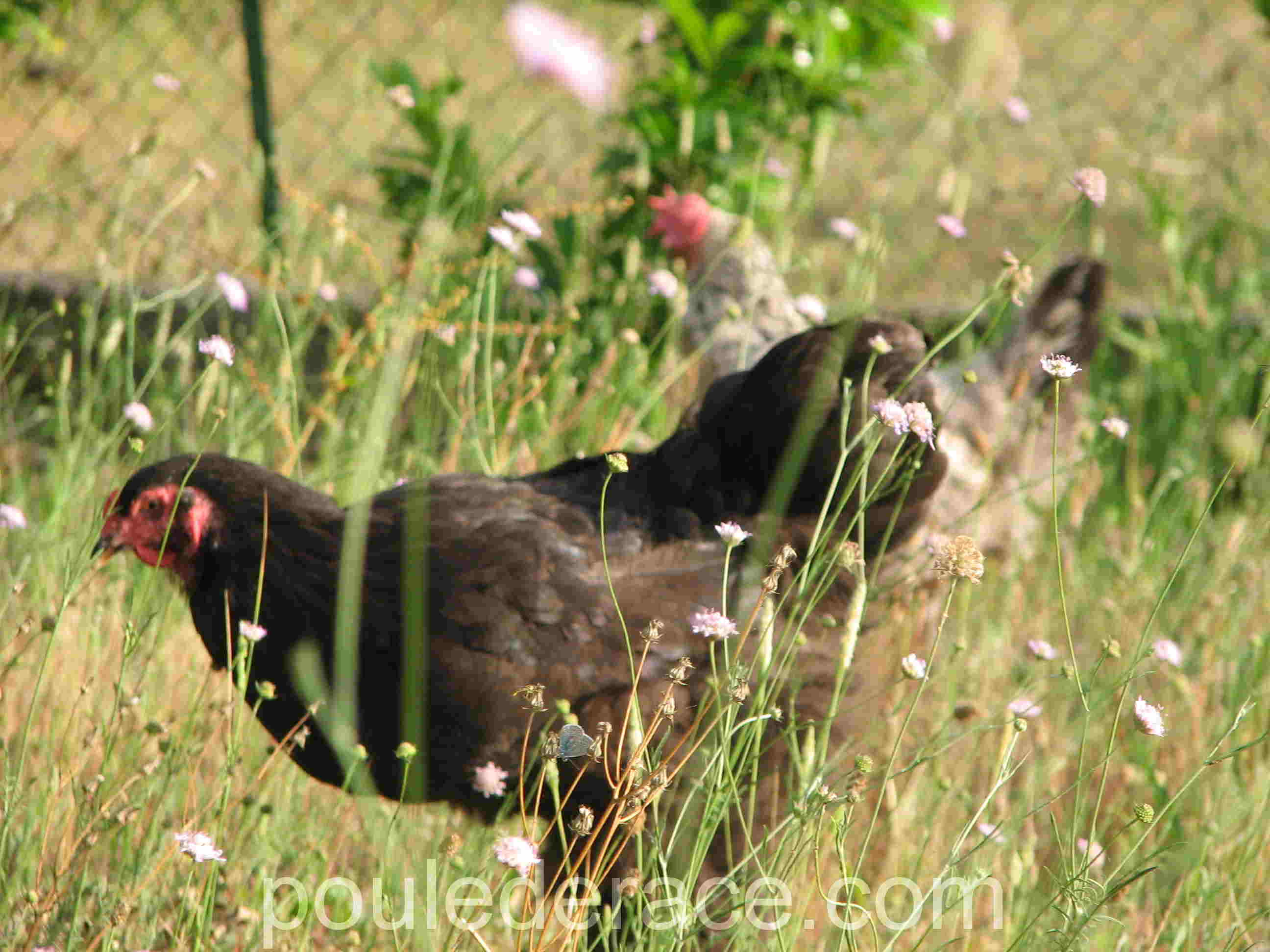 Avantages et inconvénients d’avoir des poules : ce qu’il faut vraiment savoir avant de se lancer