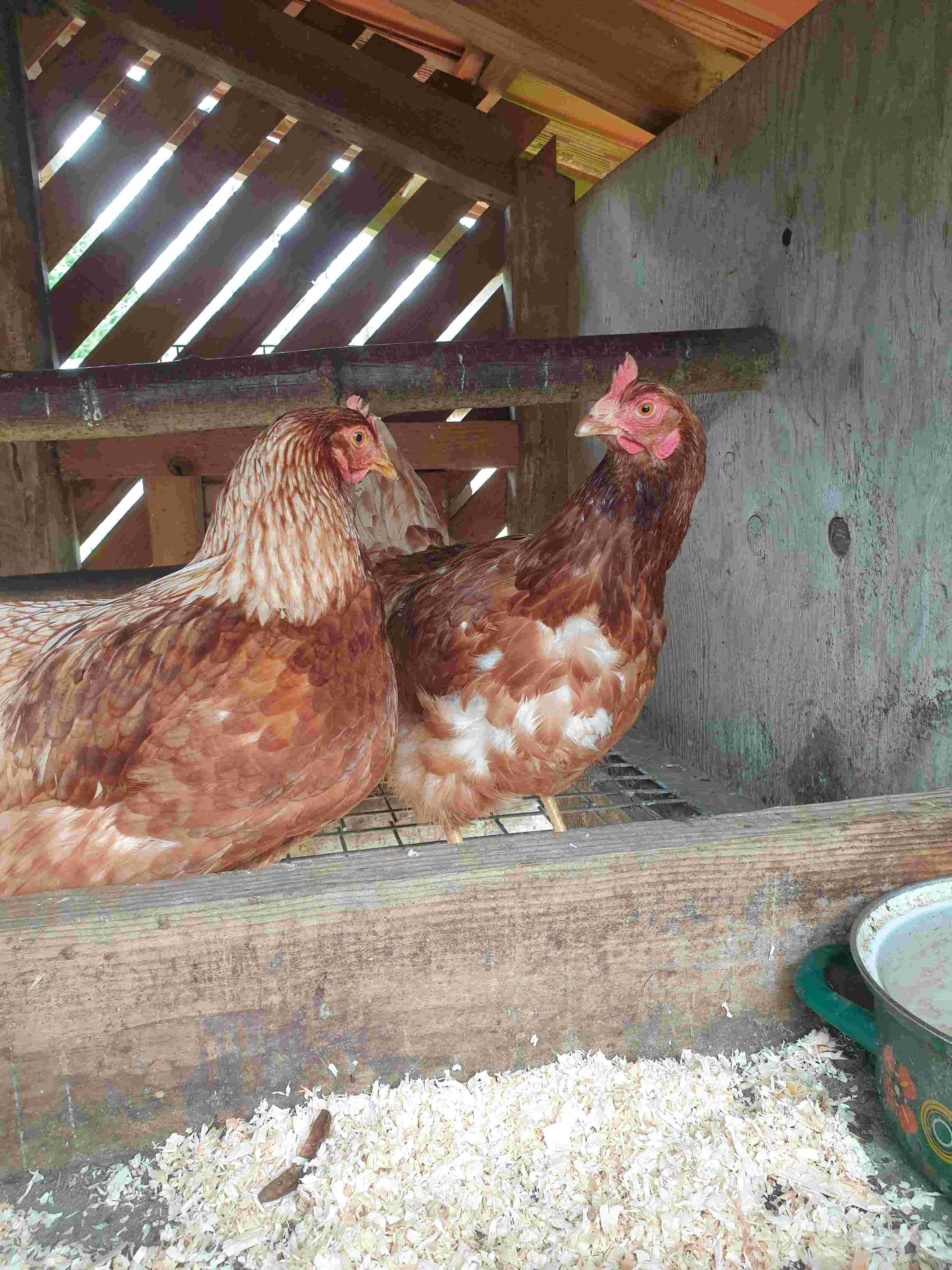 poules rousses industrielles