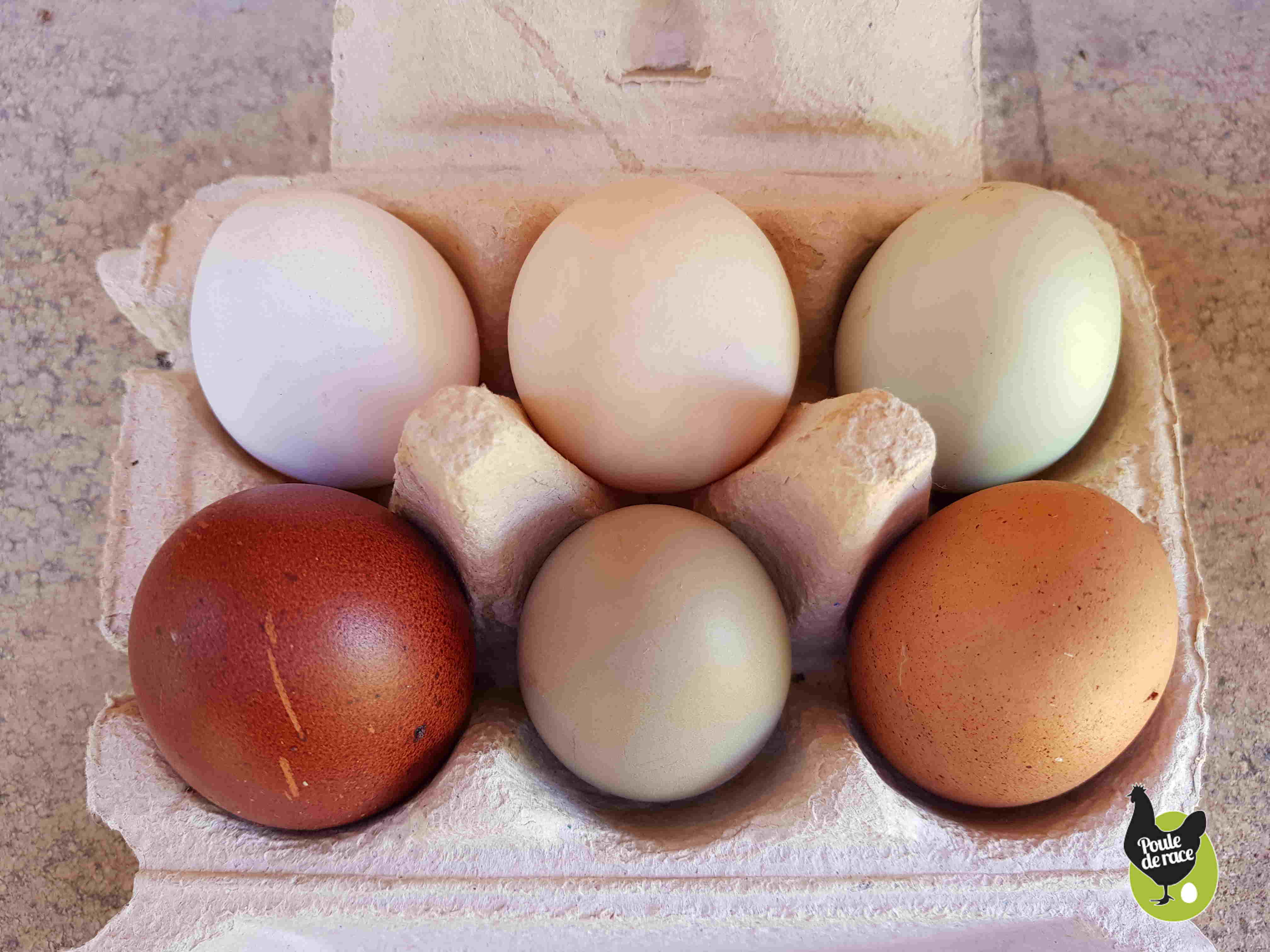 œufs de poules