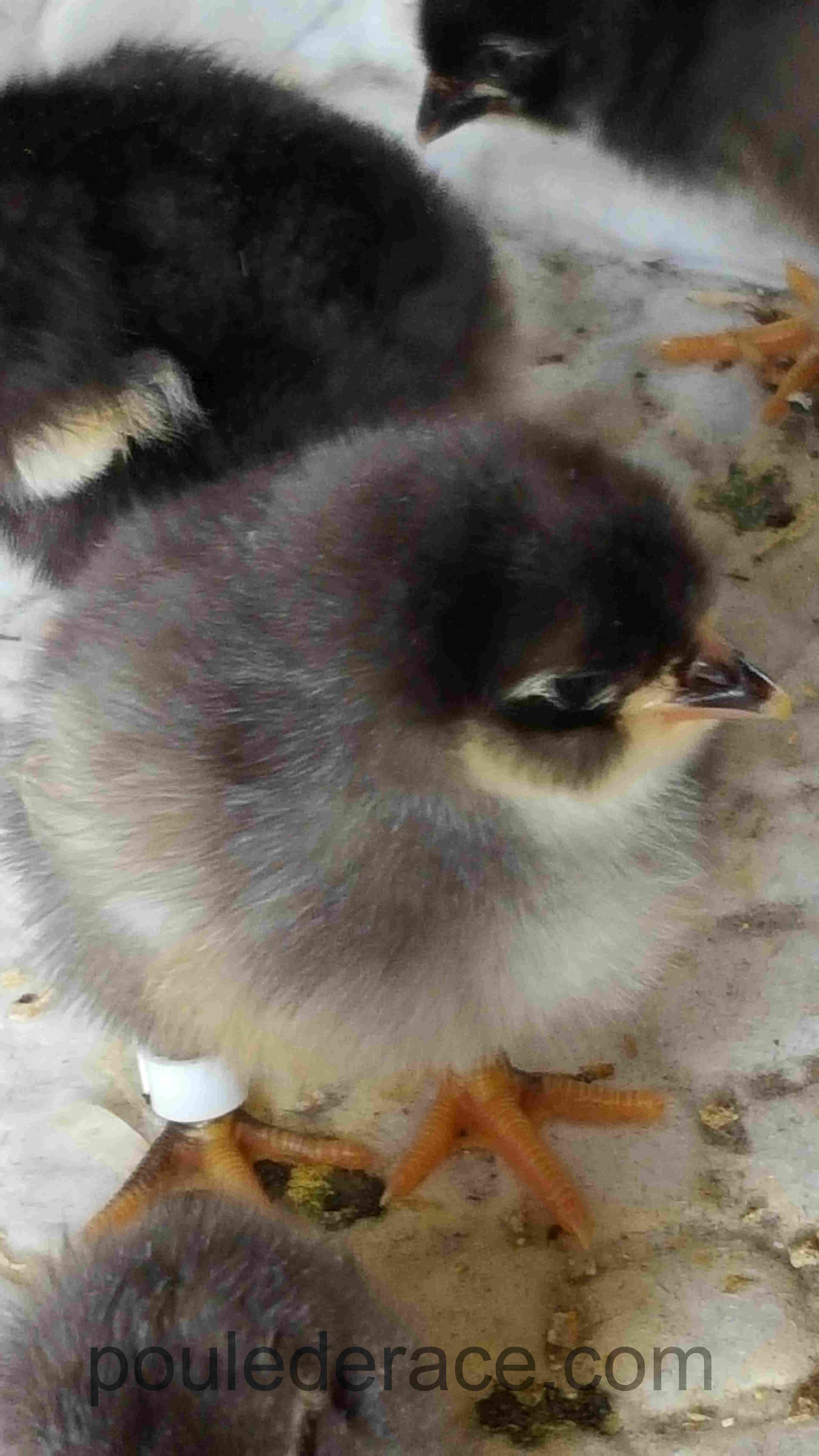 Poussin BCA 1jour Poussin BCA 1jour