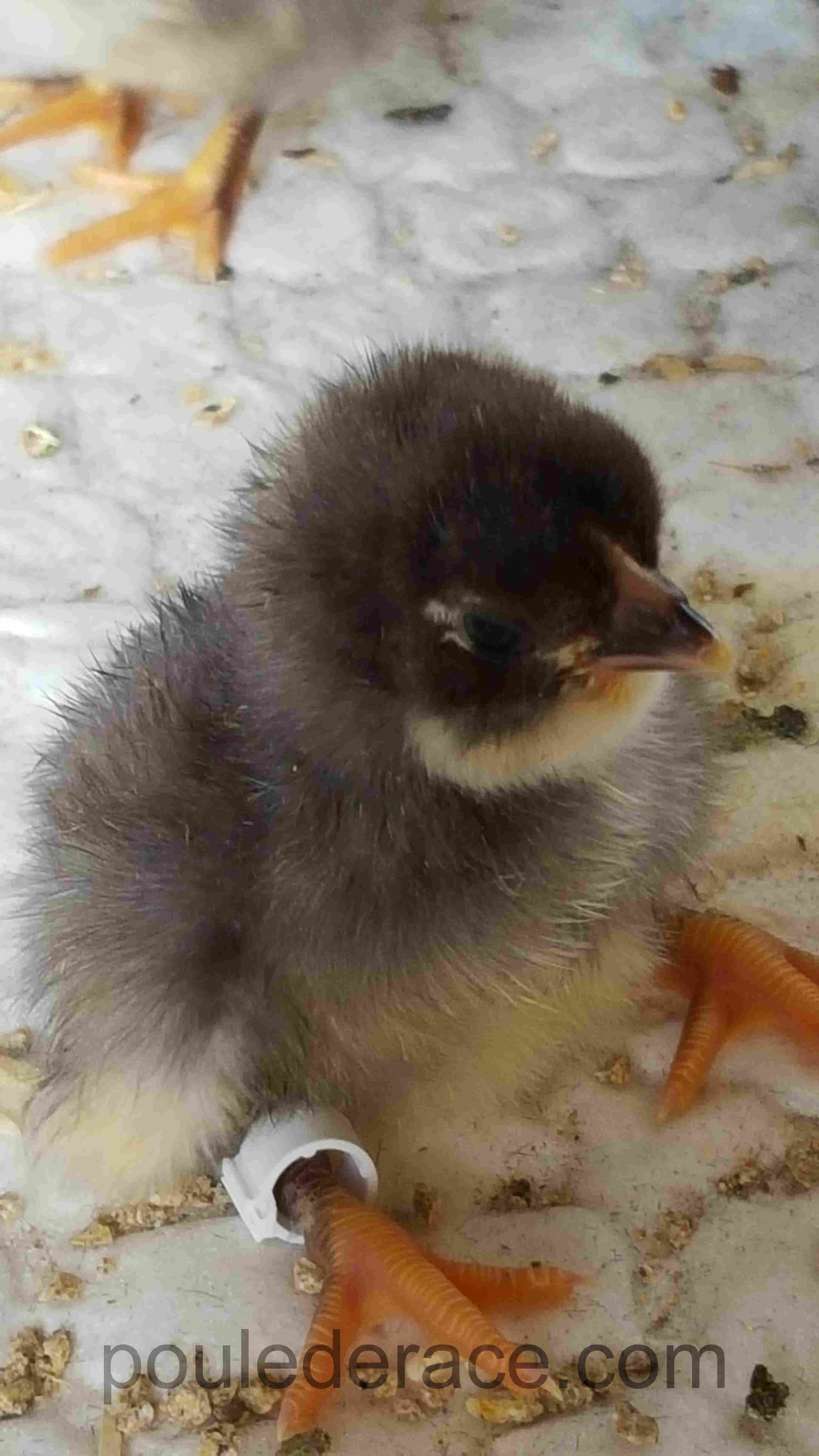 poussin BCA poussin BCA