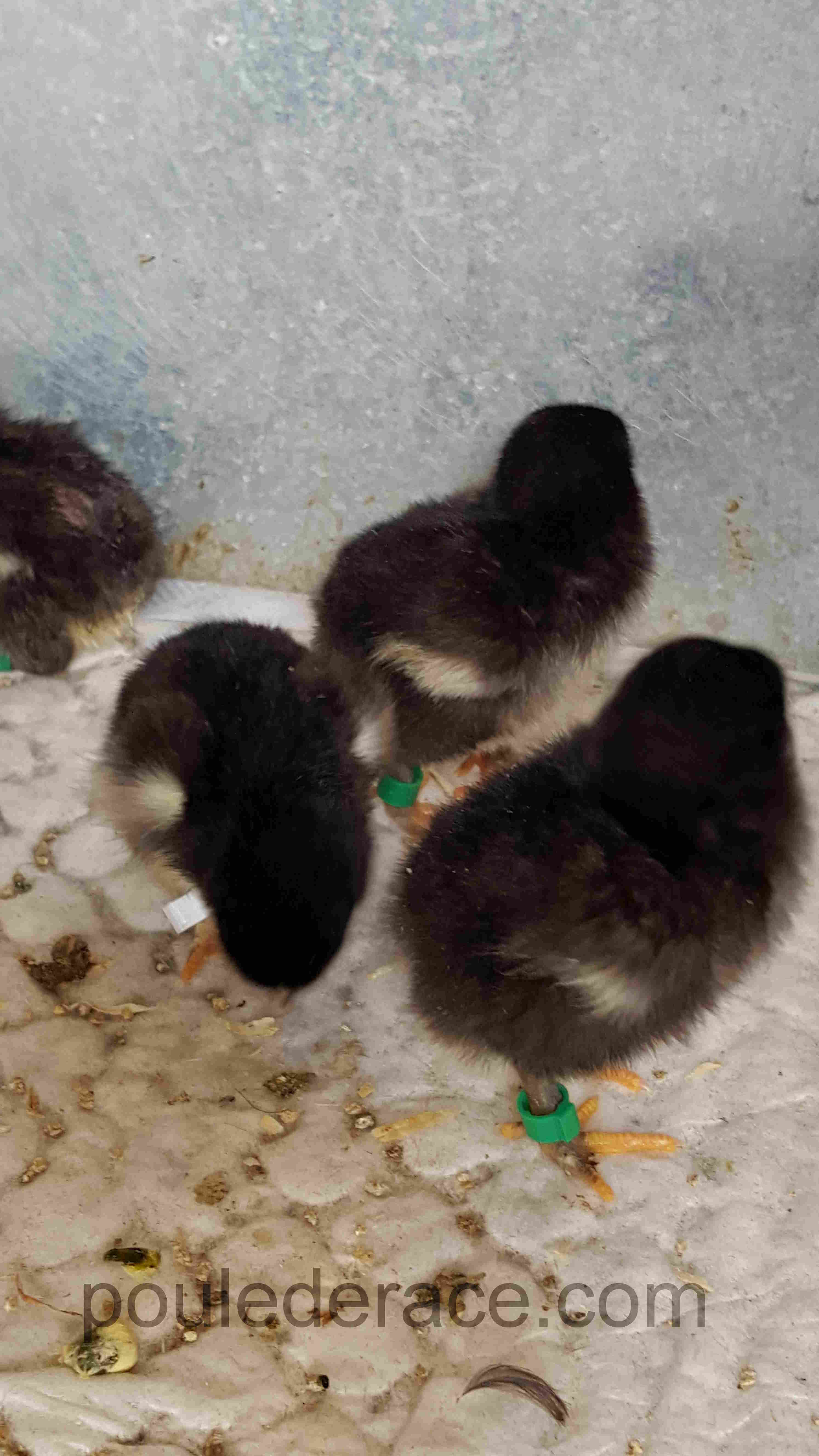 Poussins NCA Poussins NCA