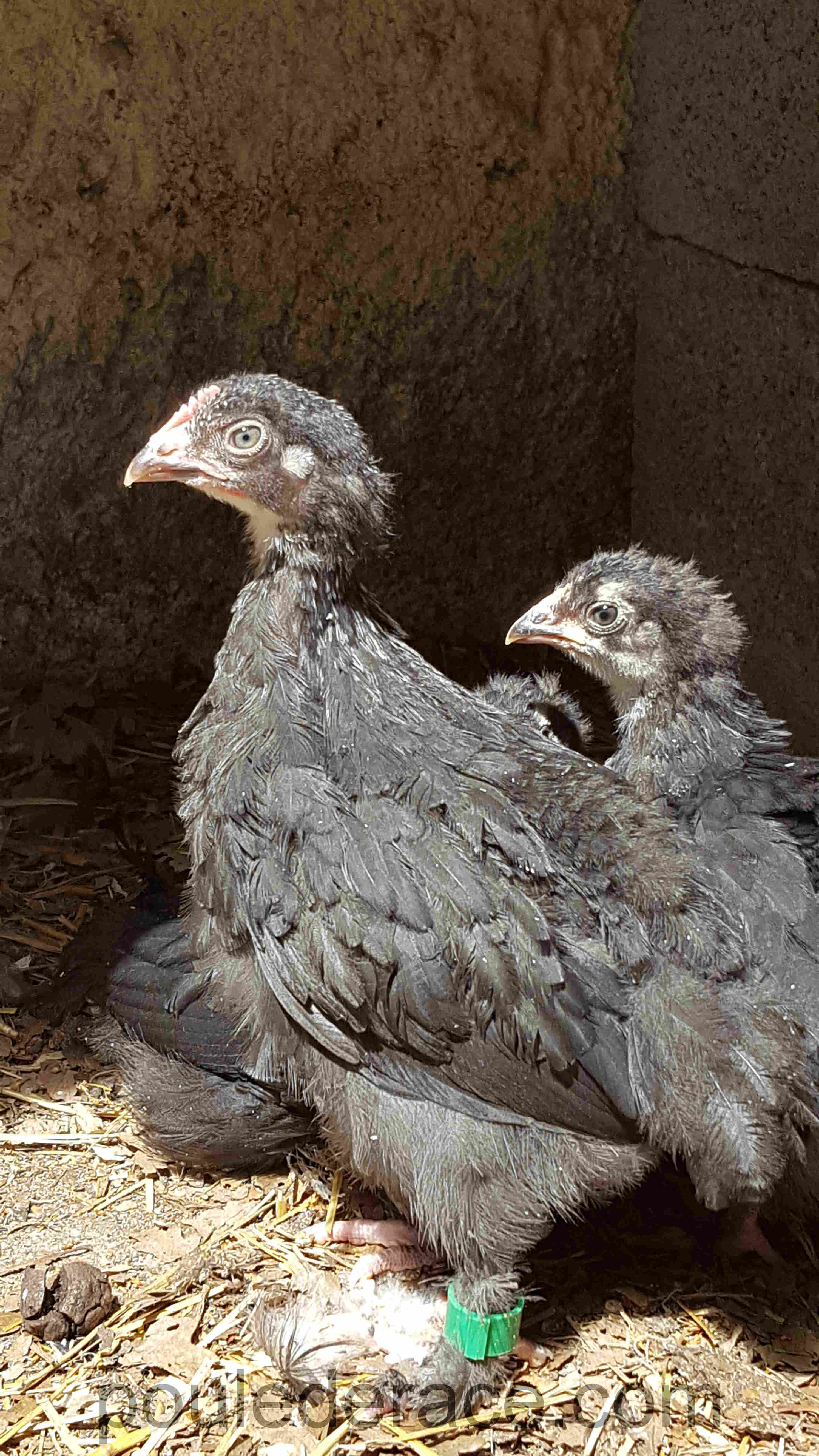 Marans noir à camail argenté 1 mois Marans noir à camail argenté 1 mois