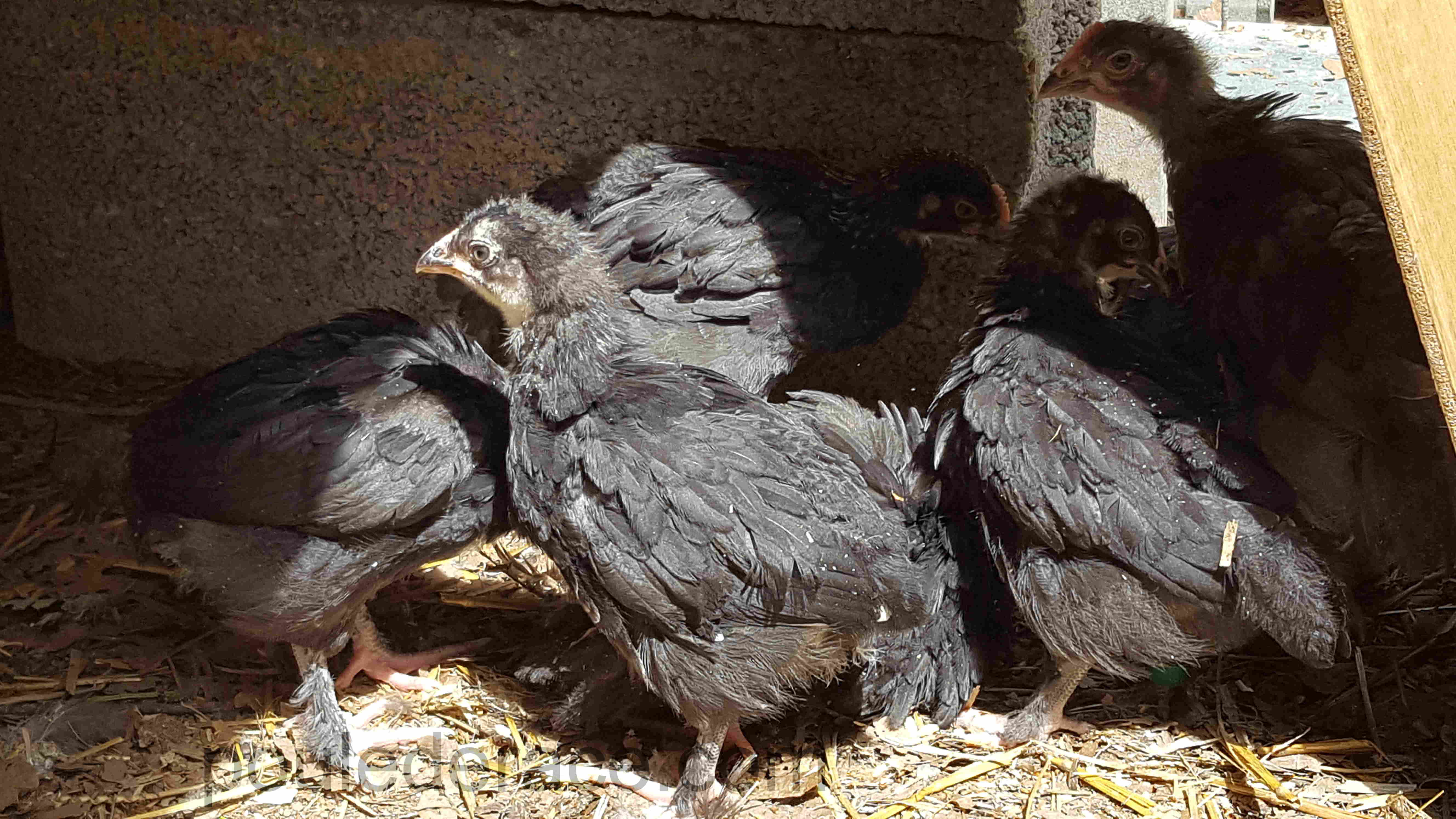 Marans noir à camail argenté 1 mois Marans noir à camail argenté 1 mois