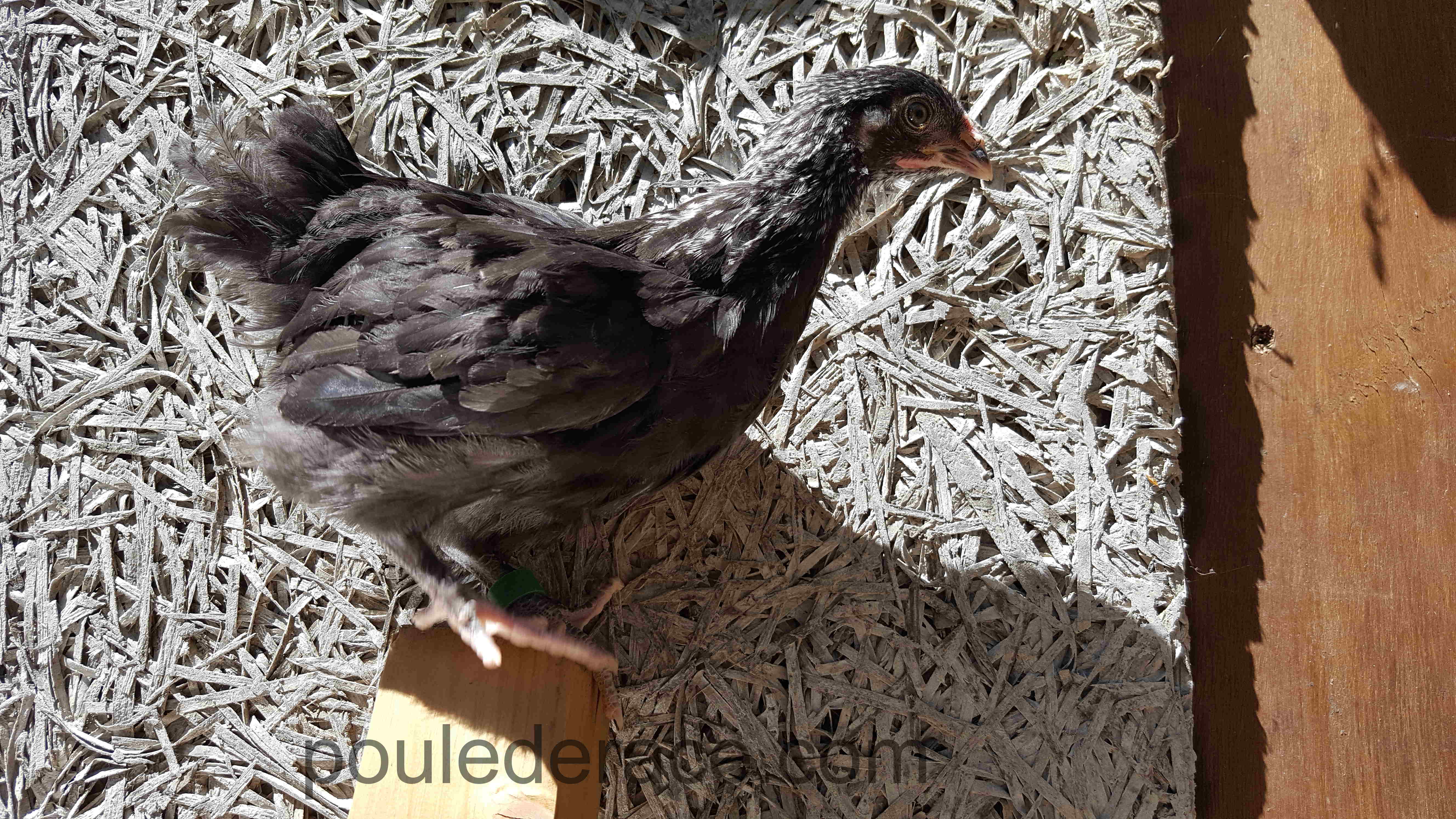 poulette Marans "noir à camail argenté" poulette Marans "noir à camail argenté"