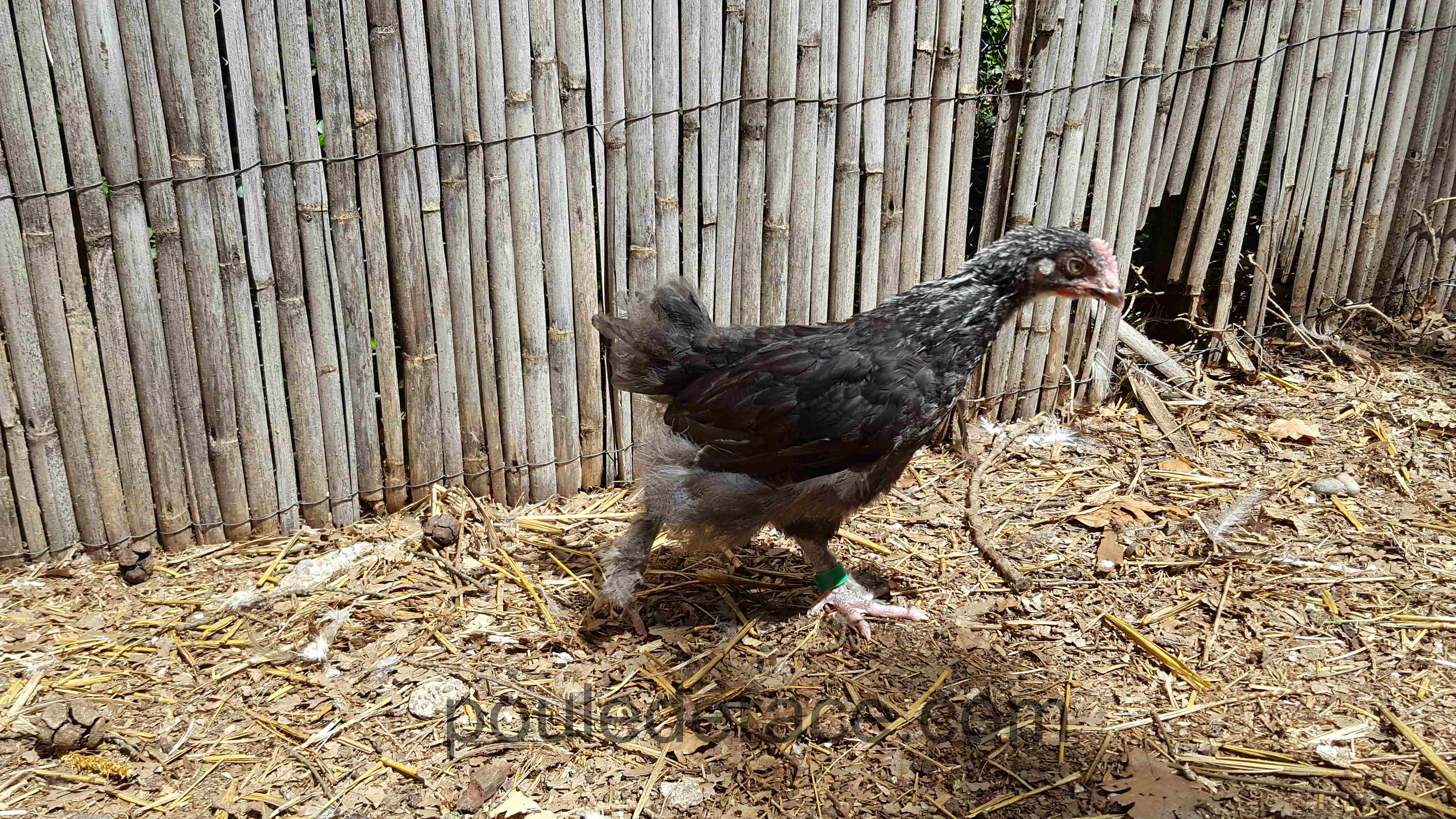 coq de 6 semaines Marans "noir à camail argenté"