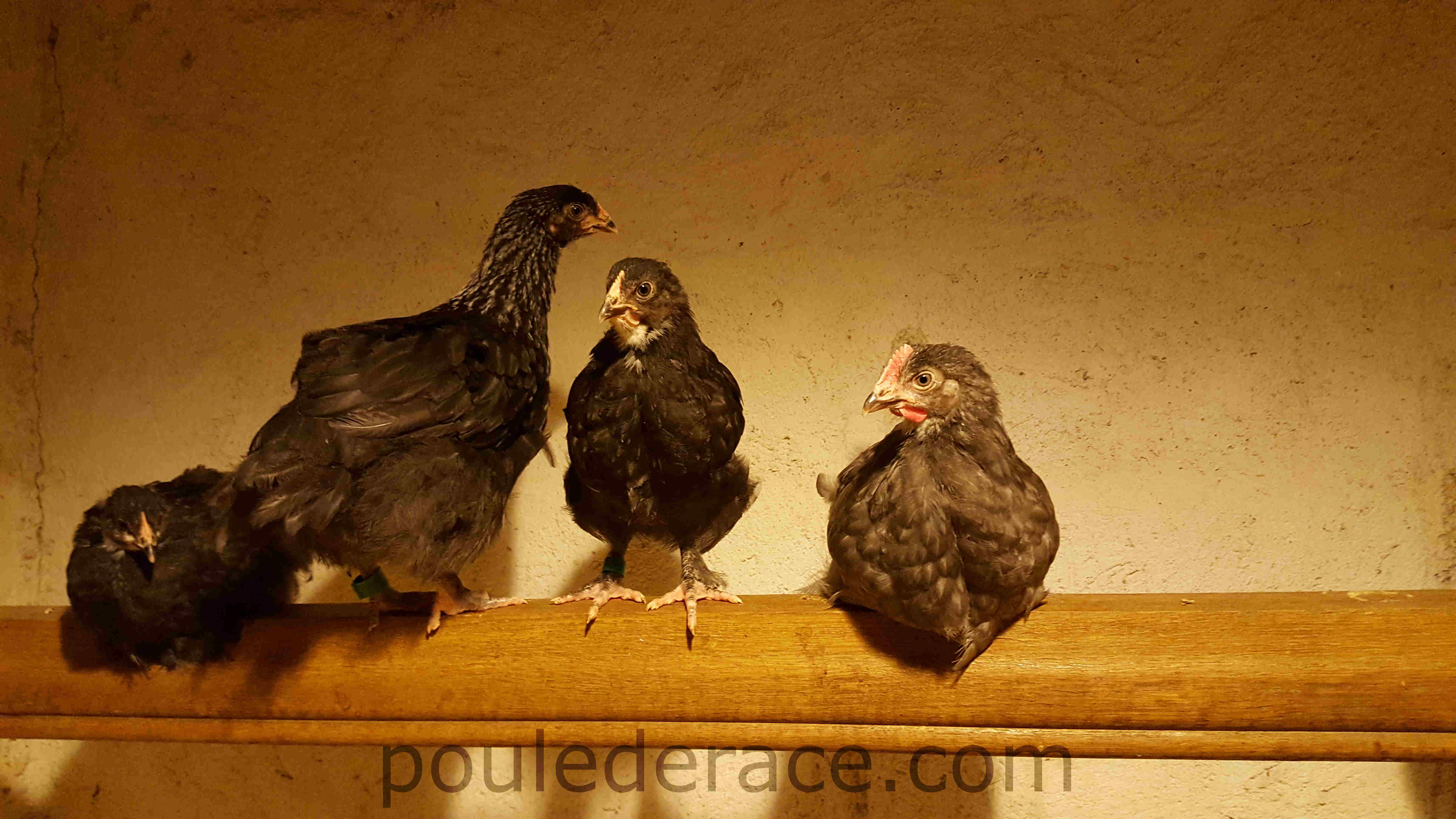 Marans "noir et bleu à camail argenté"