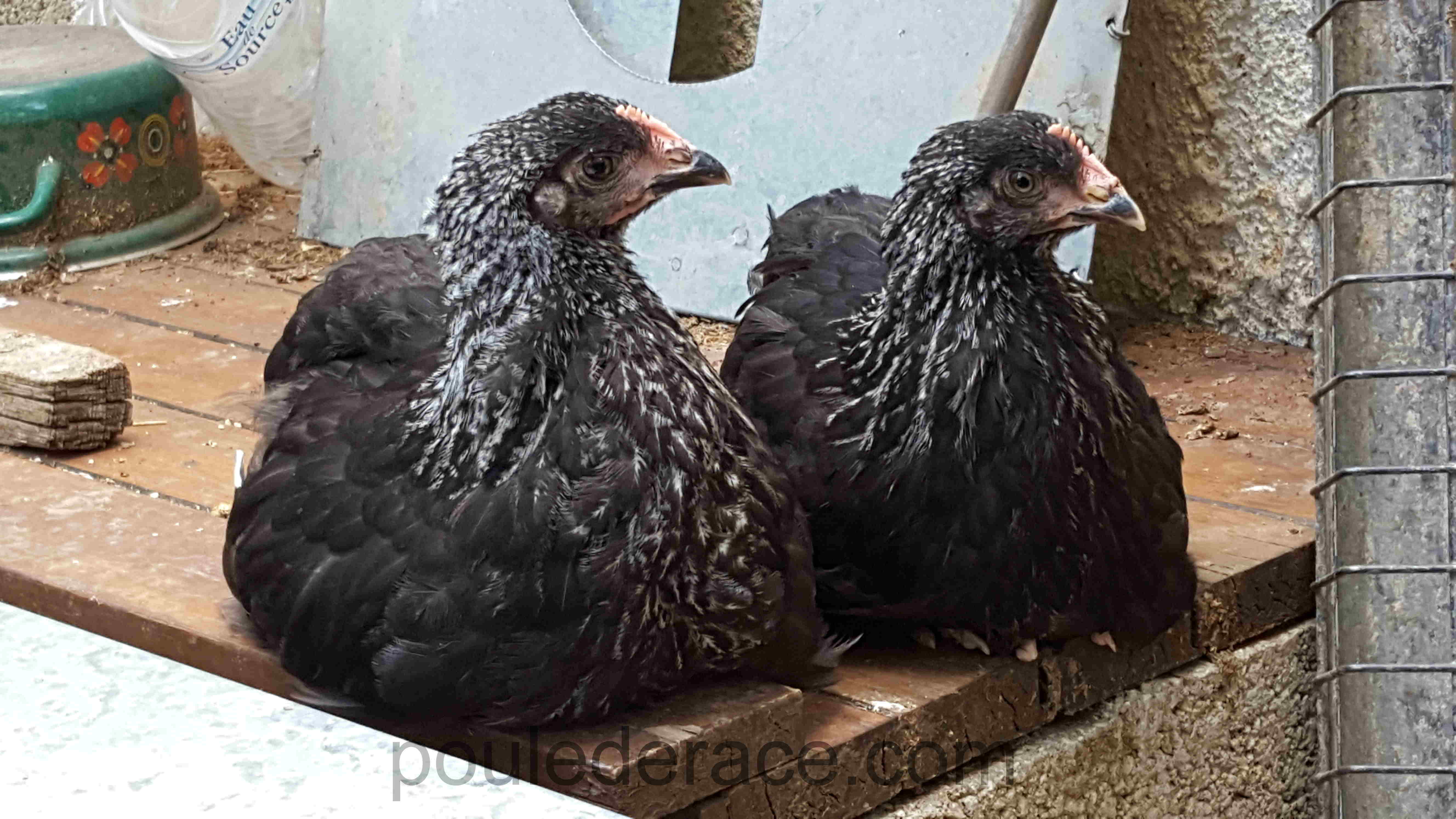poules Marans "noir à camail argenté"